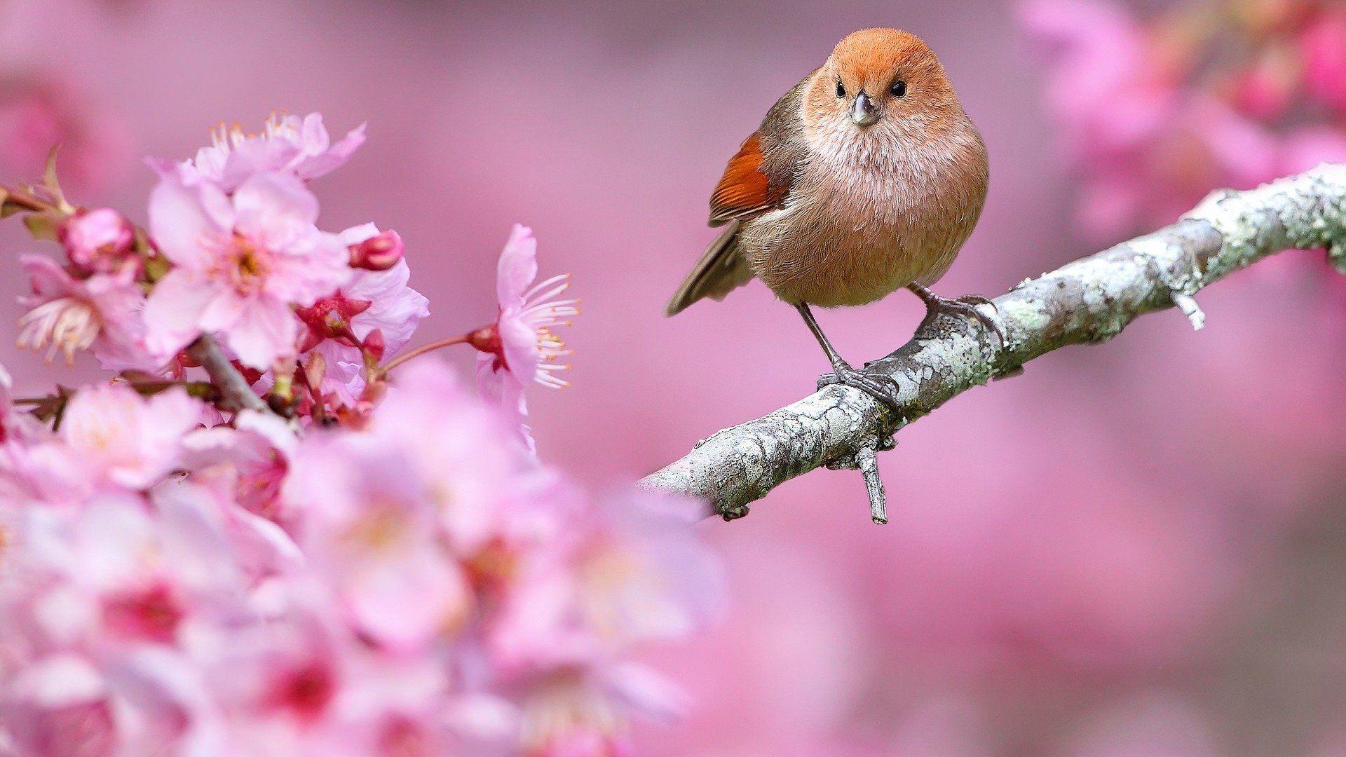 1920x1080 Cute Spring Wallpaper