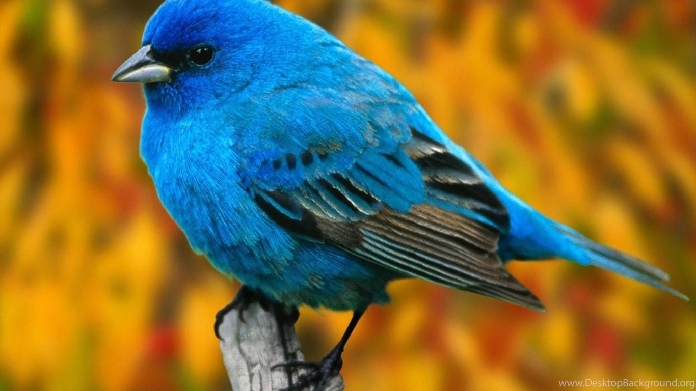 1366x768 Cute Birds HD Wallpaper Wallpaper At GetHDPic.com Desktop Background