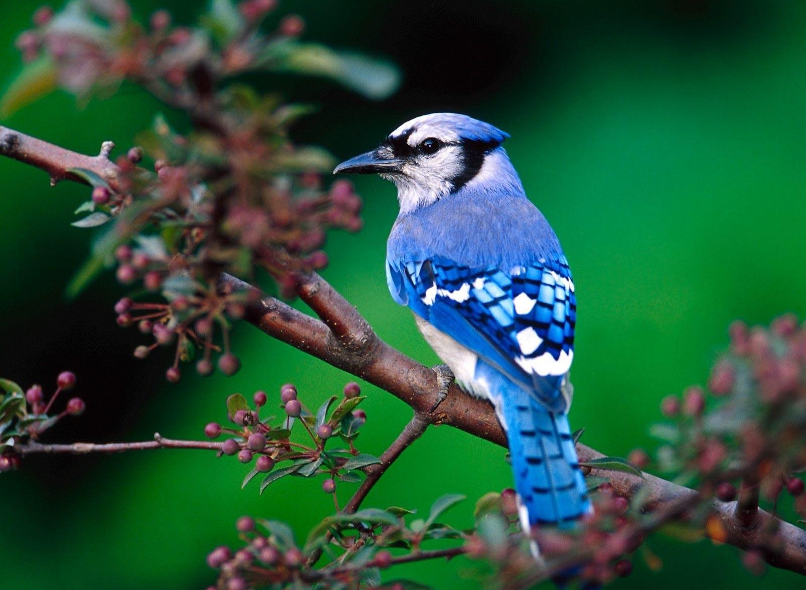 1600x1171 Spring Bird