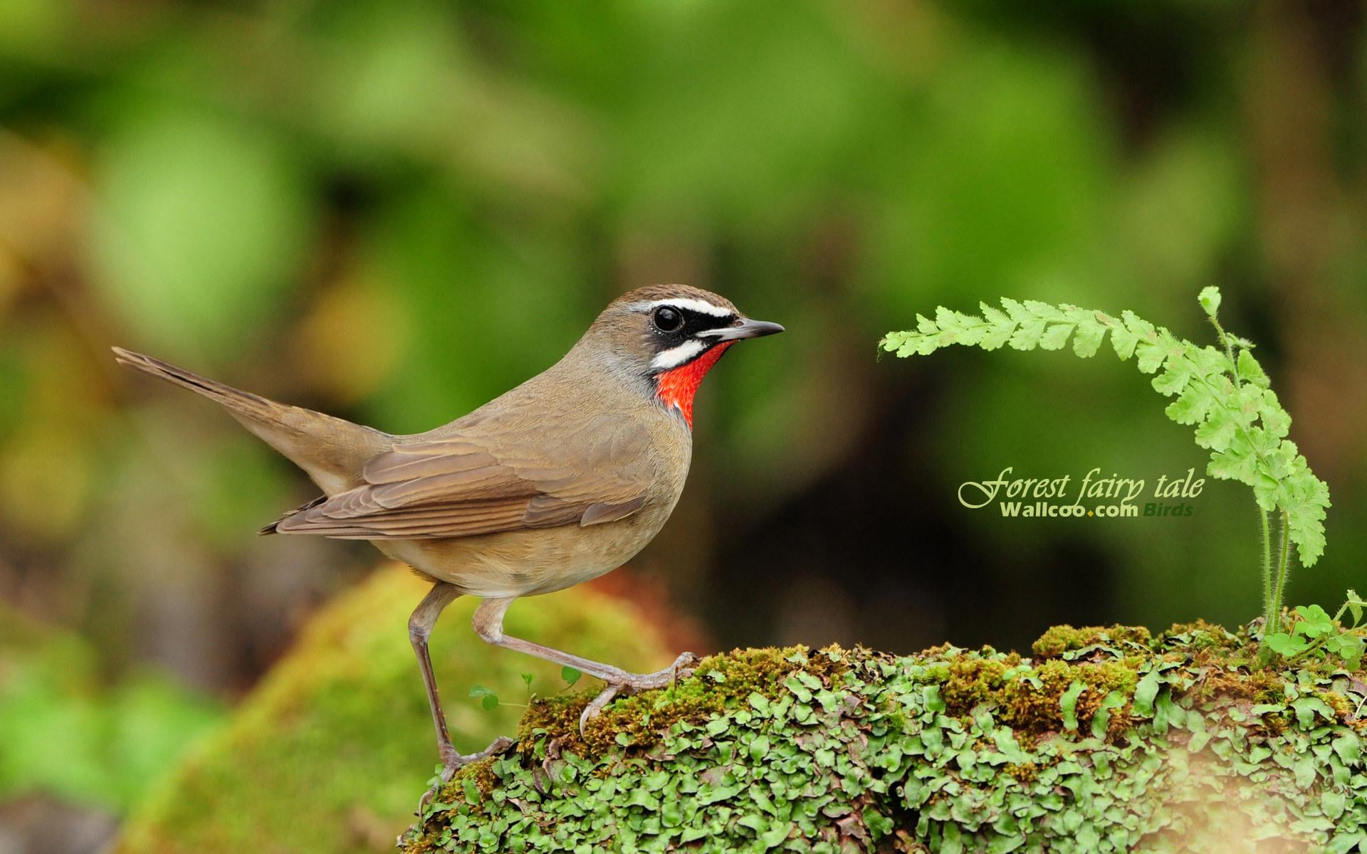 1920x1200 Avian Photography : Spring Birds Widescreen Wallpaper 1920x1200 Wallpaper 7 KB