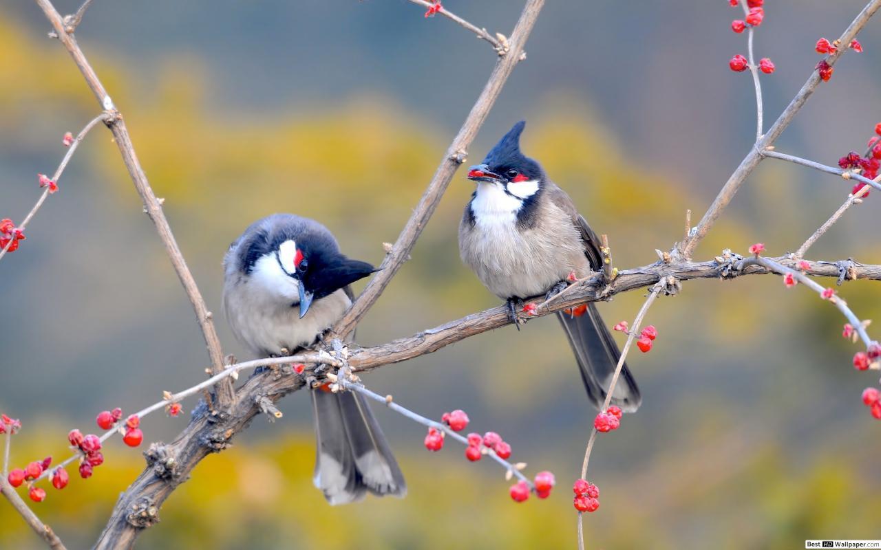 1280x800 Birds in spring HD wallpaper download