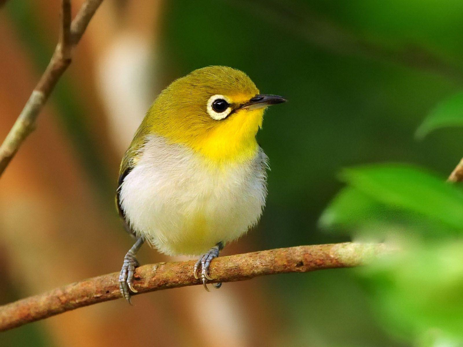 1600x1200 Bird Desktop Wallpaper