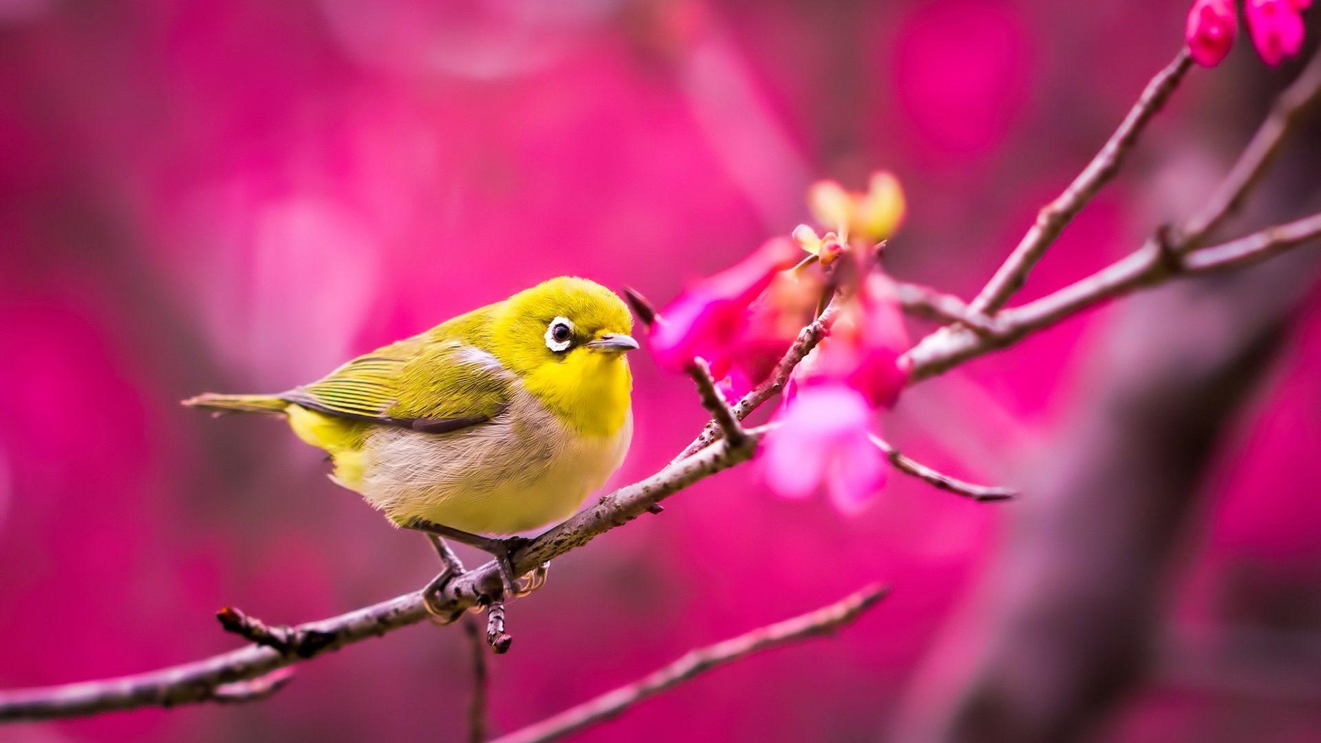 1920x1080 Yellow Bird Wallpaper Wallpaper.com. Bird wallpaper, Animals, Bird
