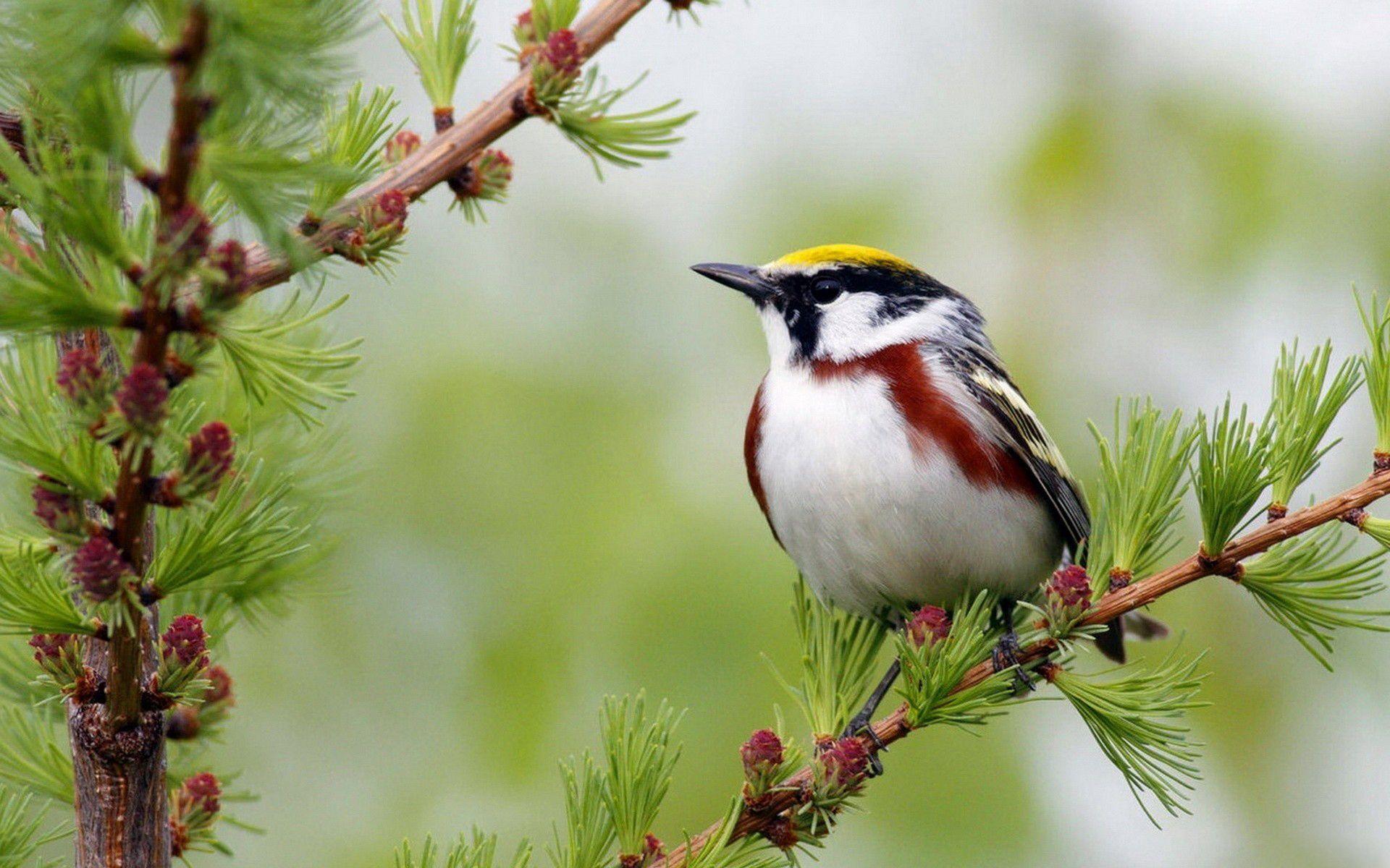 1920x1200 Bird Desktop Wallpaper