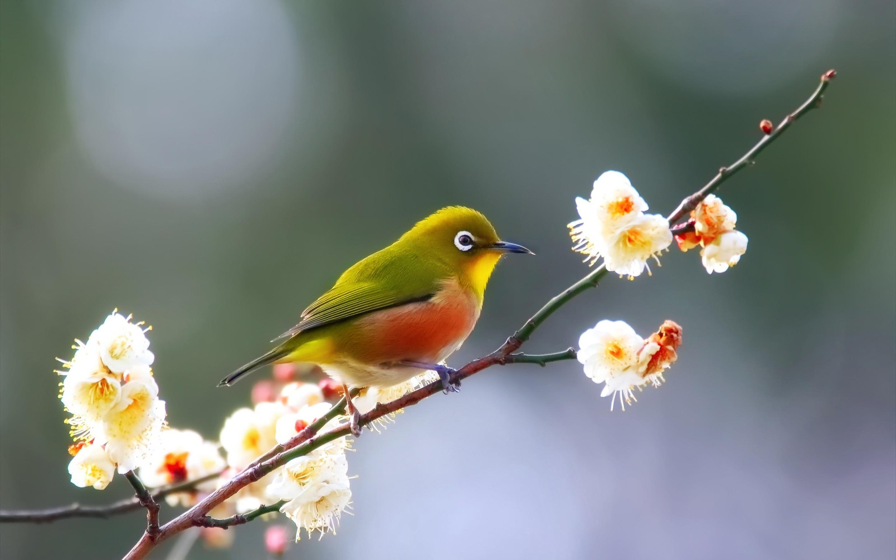 Morning bird. Птица на ветке. Красивые птички. Птичка на веточке.