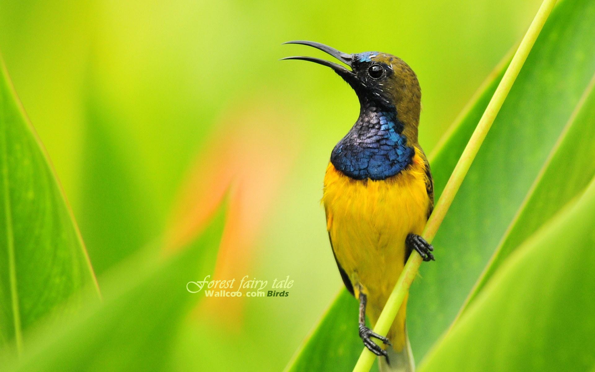 1920x1200 Avian Photography : Spring Birds Widescreen Wallpaper 1920x1200 Wallpaper 13 KB what I wear and how I dress