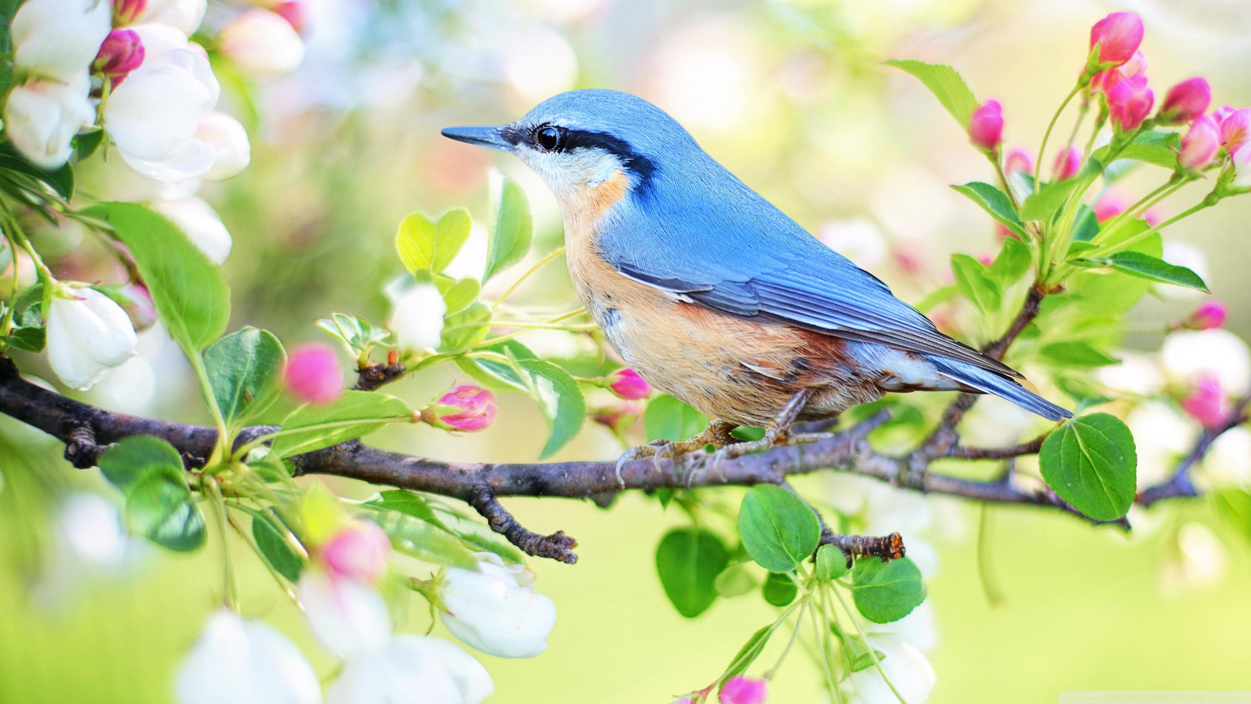 2560x1440 Bird, Blossom Tree Branch, Springtime Ultra HD Desktop Background Wallpaper for 4K UHD TV : Widescreen & UltraWide Desktop & Laptop : Tablet
