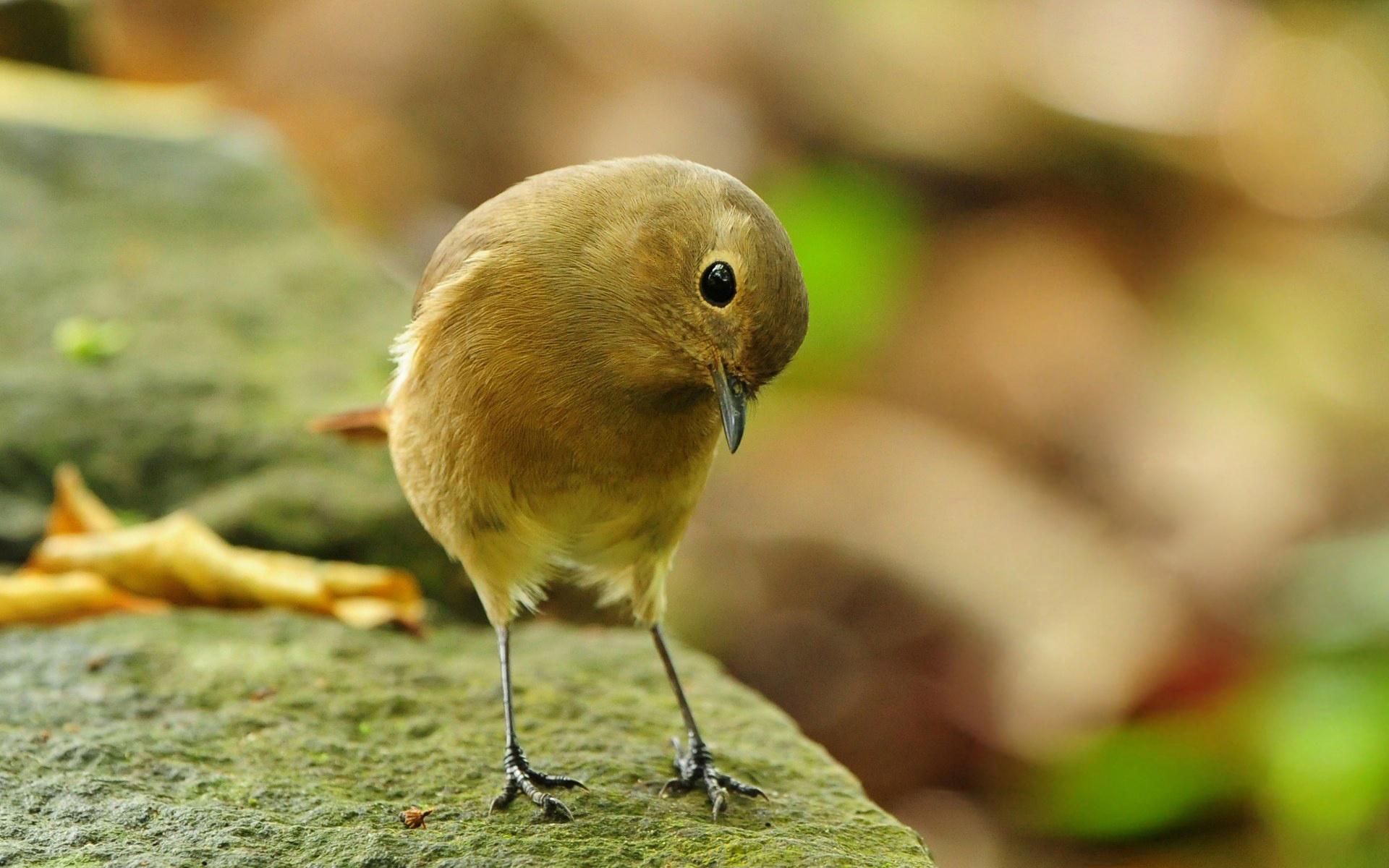 1920x1200 Free download bird wallpaper black face bird angry bird beautiful bird cute bird [1920x1200] for your Desktop, Mobile & Tablet. Explore Desktop Wallpaper of Birds. Spring Bird Desktop Wallpaper