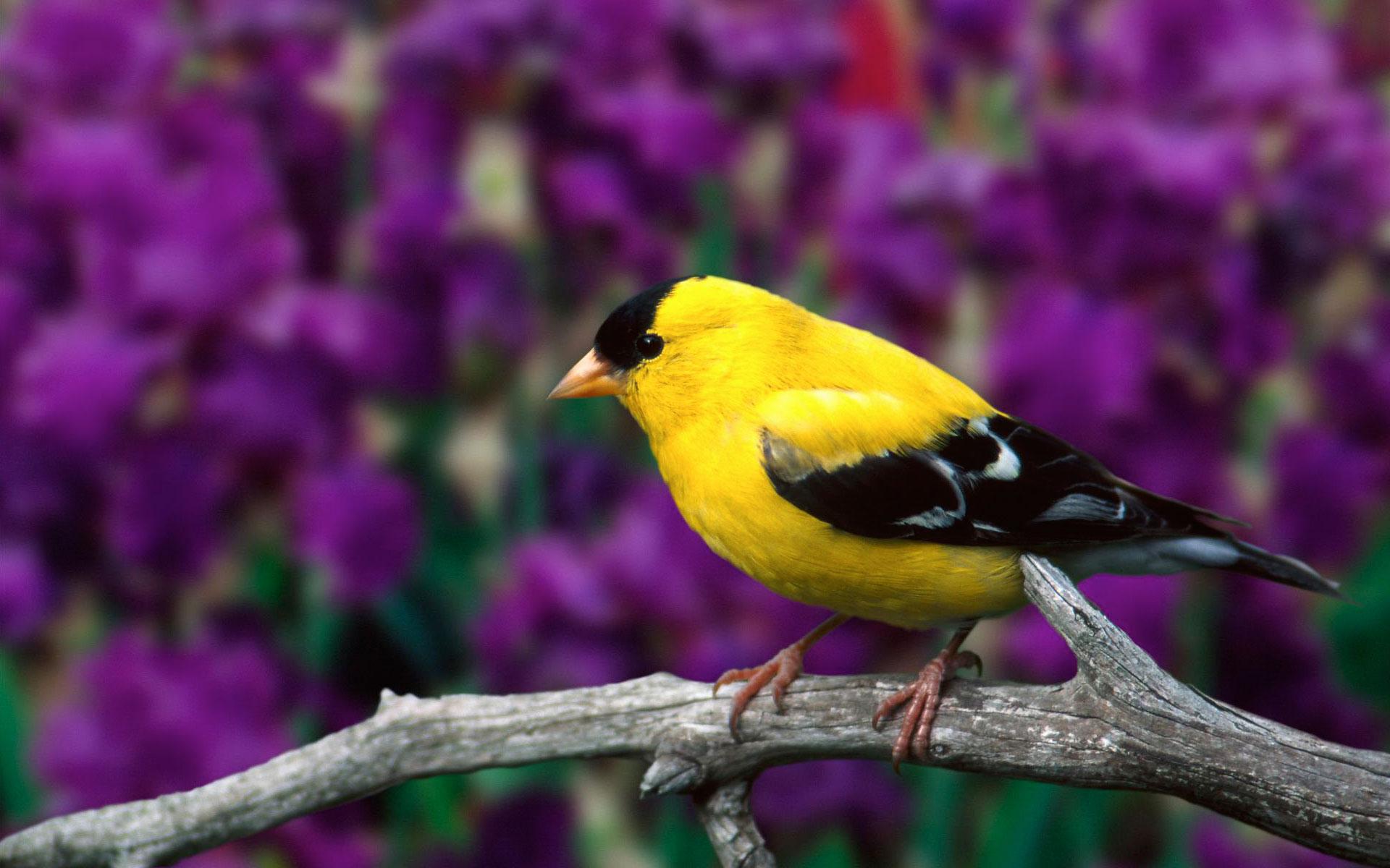 1920x1200 Bird Wallpaper HD