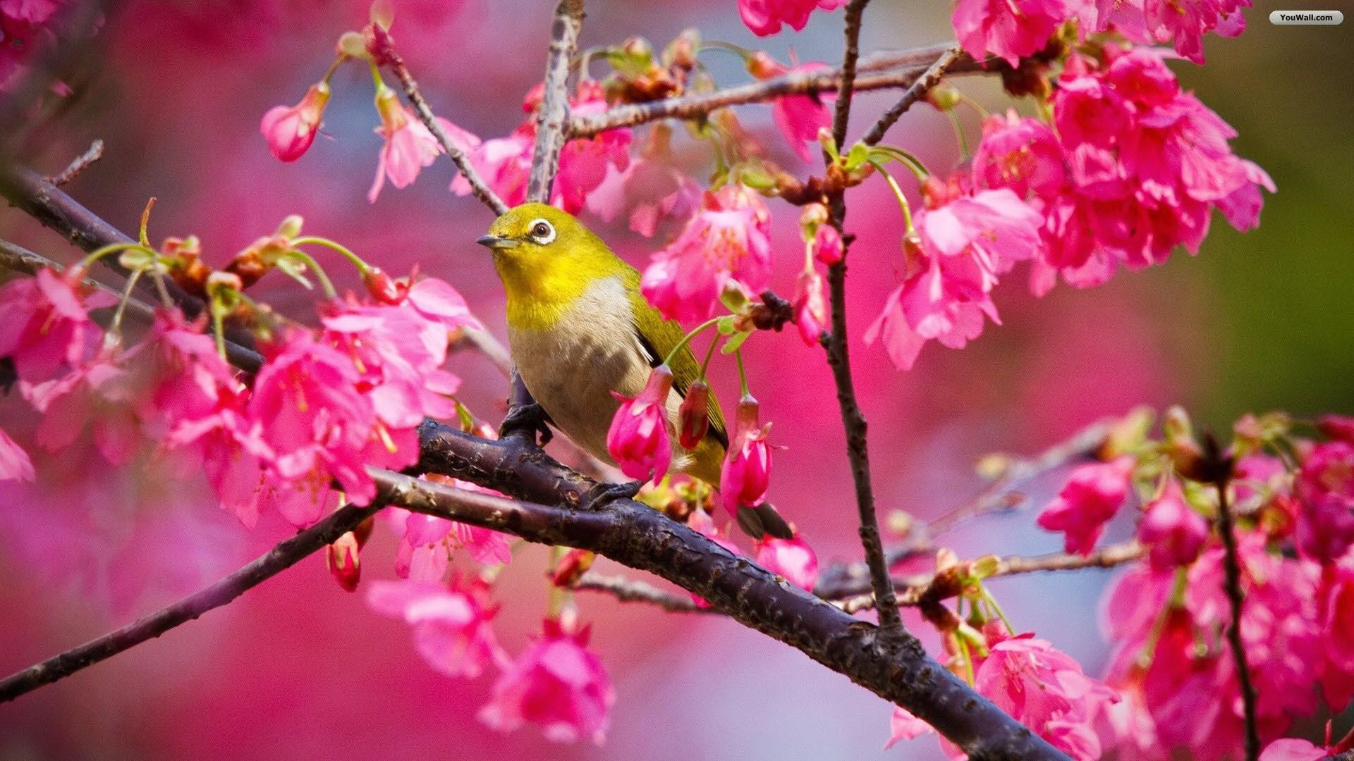 1920x1080 Spring Animal Wallpaper for Desktop