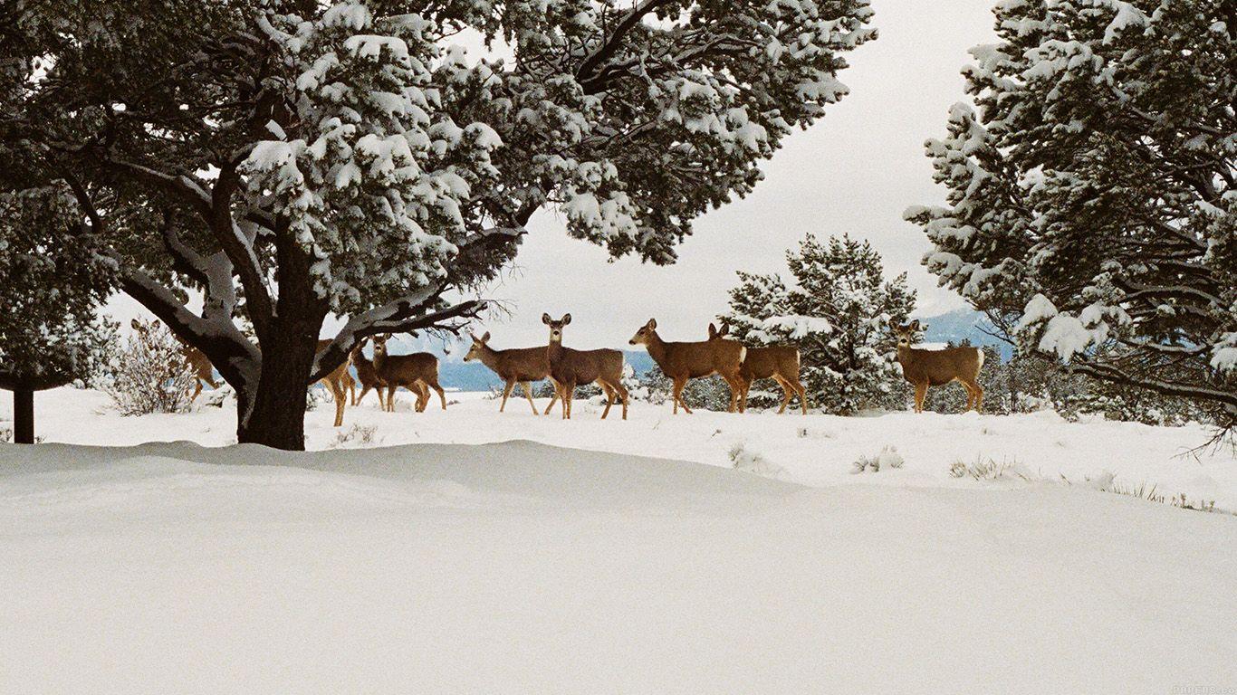 1366x768 Snow Deer Winter Nature Animals. Winter Wallpaper, Winter Nature, Free Winter Wallpaper