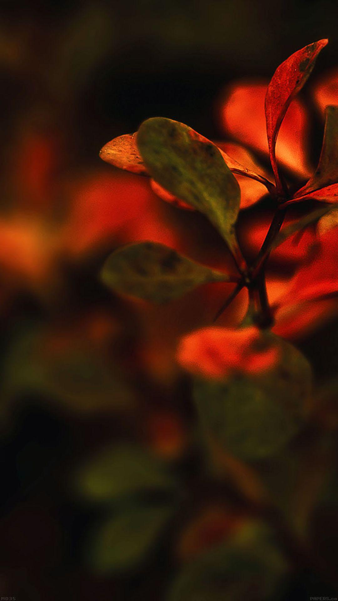 1080x1920 Nature Branch Leaves Red Sunset Blur IPhone 6 Wallpaper Download. IPhone Wallpaper, IPad Wallpaper One Stop Down. IPhone 6 Flower Wallpaper, Red Sunset, Nature