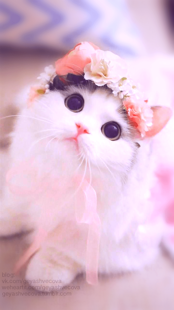 Cat Pink Kawaii Wallpapers - Top Free Cat Pink Kawaii Backgrounds ...