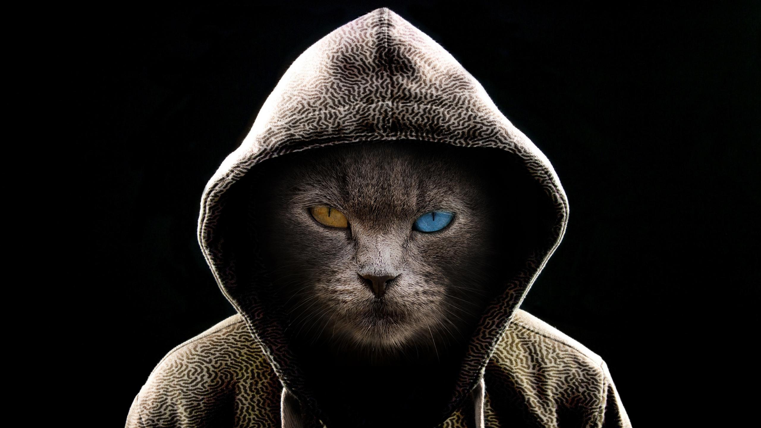 2560x1440 Download 2560x1440 wallpaper cat in hood, colored eyes, dual wide, widescreen 16: widescreen, 2560x1440 HD image, background, 23029