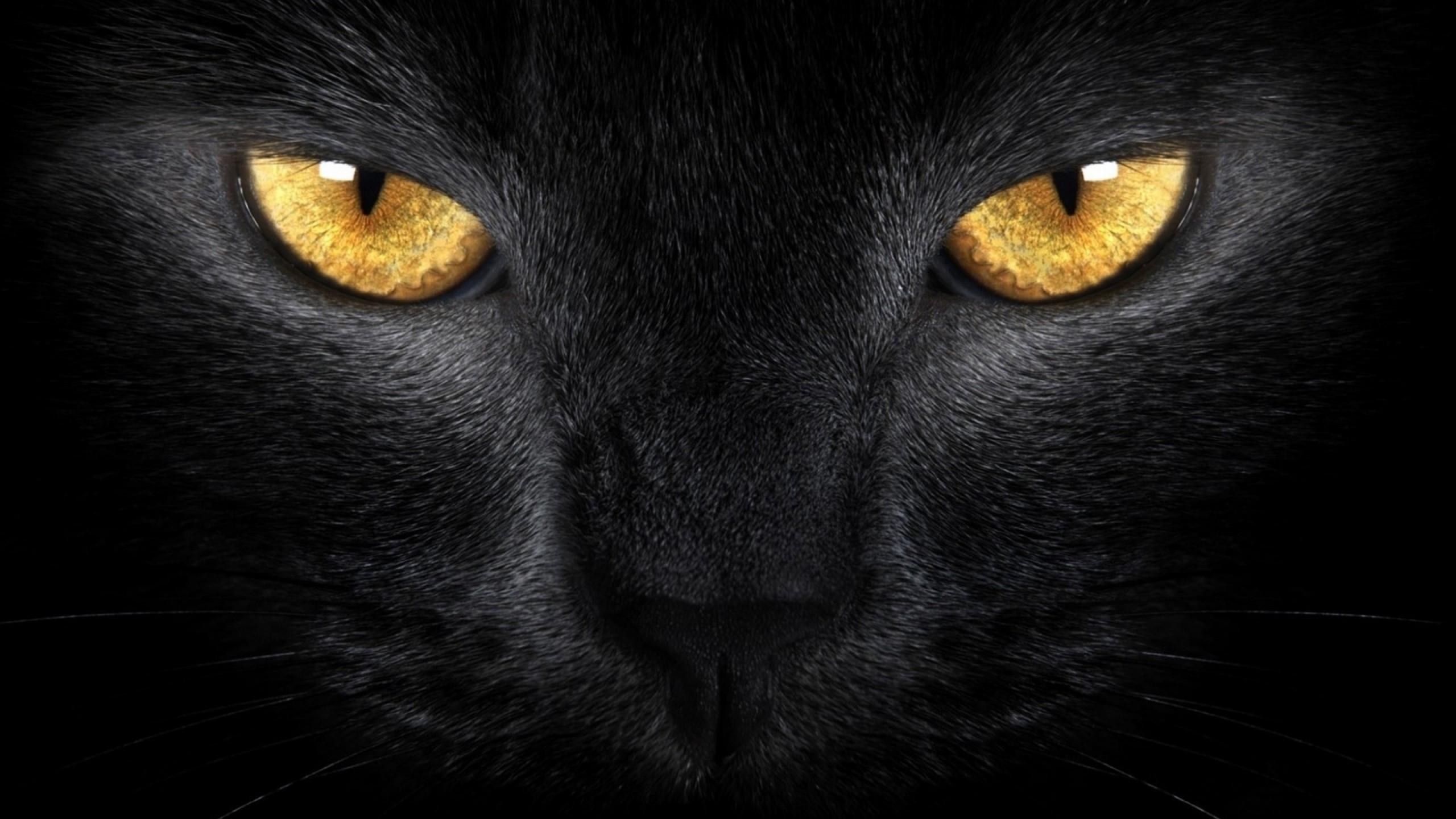 2560x1440 Download 2560x1440 Cat, Black, Close Up, Eyes Wallpaper For IMac 27 Inch