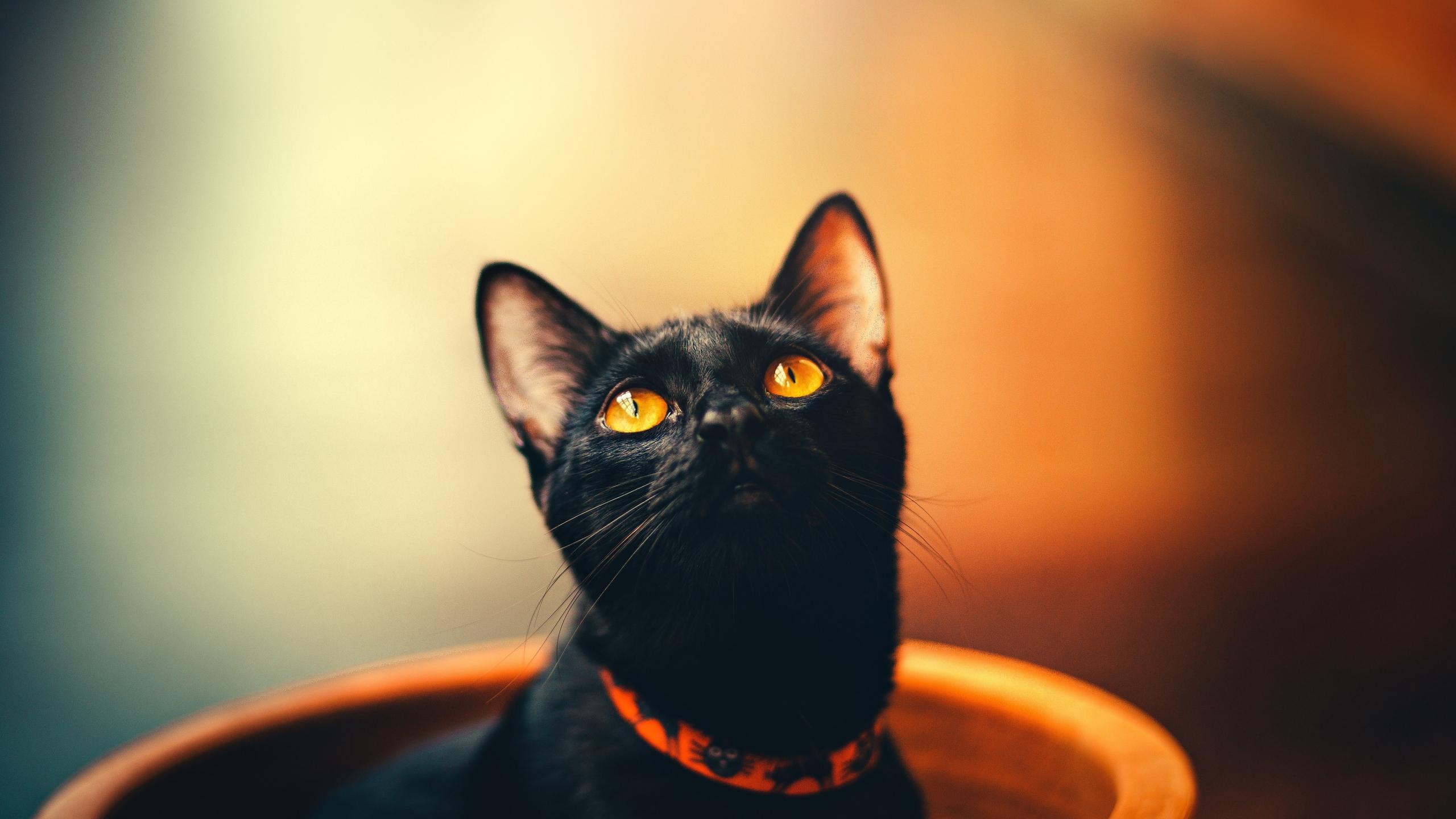 2560x1440 Download 2560x1440 wallpaper cute, feline, yellow eyes, cat, black, dual wide, widescreen 16: widescreen, 2560x1440 HD image, background, 19727