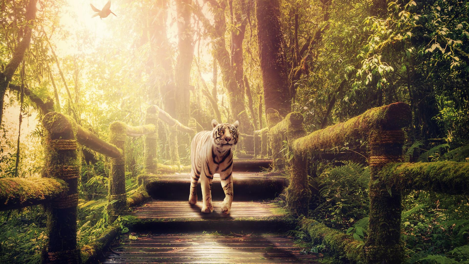 1920x1080 Download wallpaper: The tiger of jungle 1920x1080