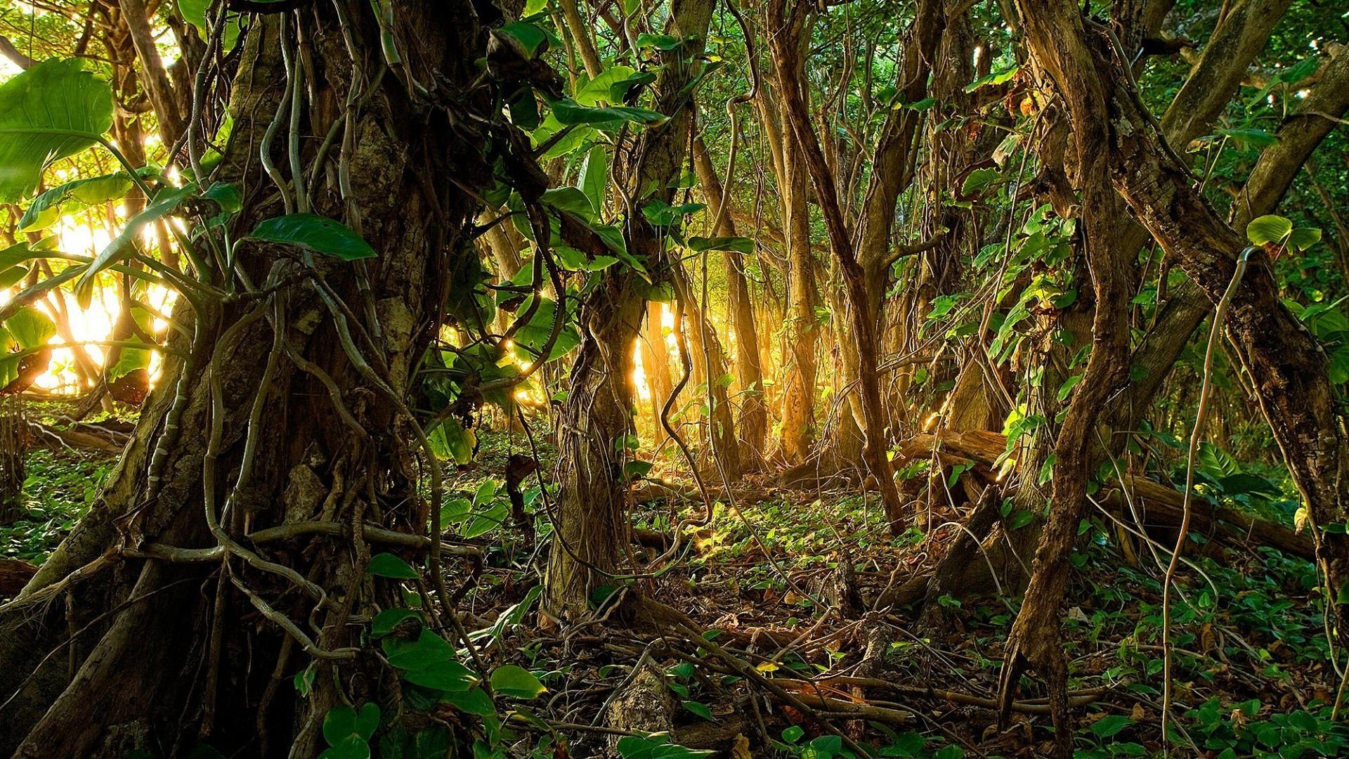 1920x1080 1920x Tropical Jungle Wallpaper HD Jungle Wallpaper HD