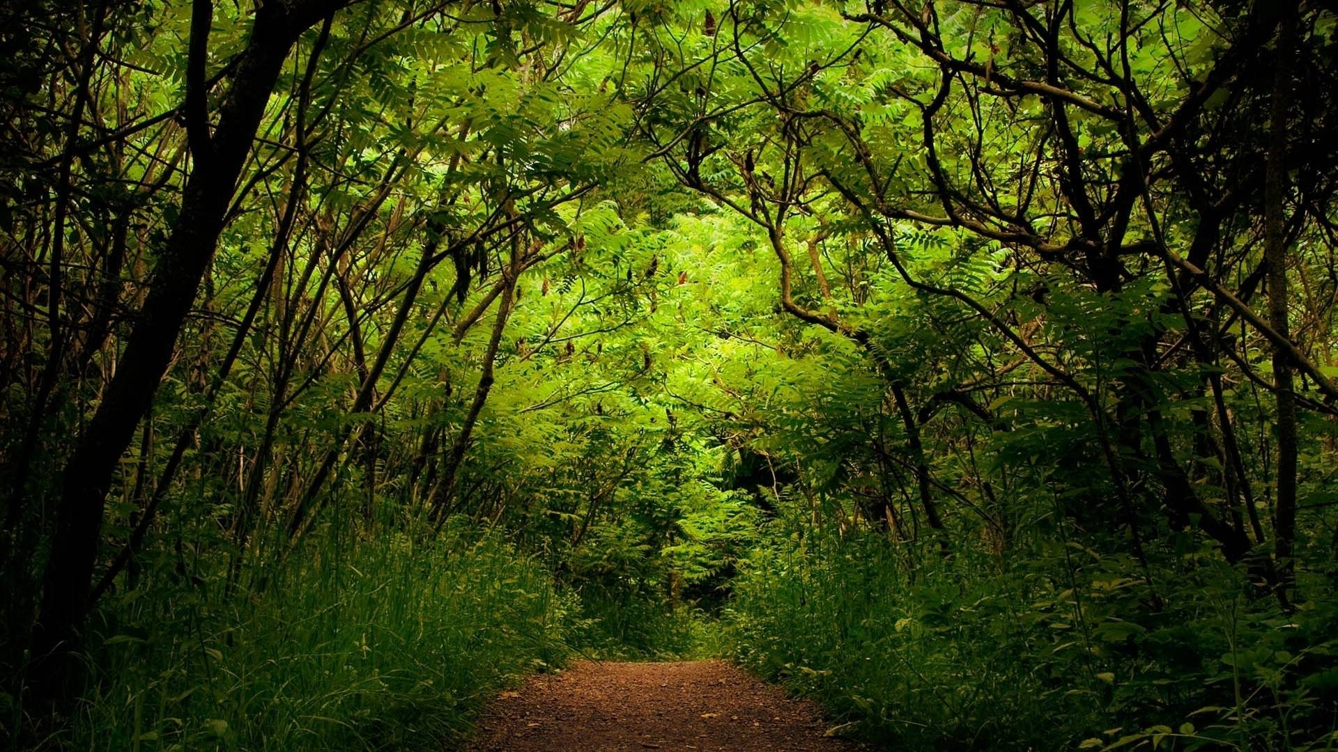 1920x1080 Jungle & Path desktop PC and Mac wallpaper