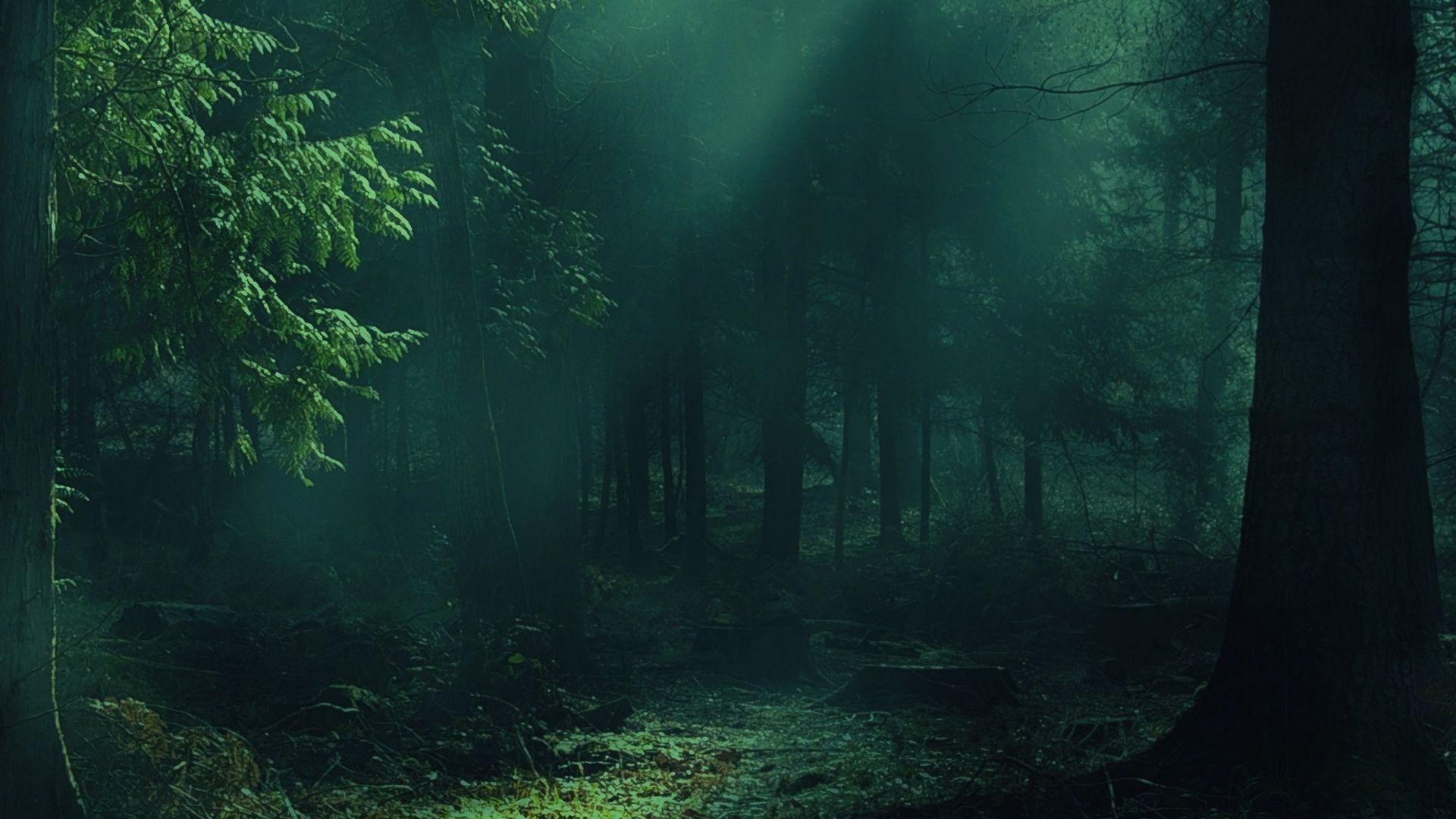 1920x1080 Download wallpaper 1920x1080 forest, fog, trees, shadows, light full hd, hdtv, fhd, 1080p HD background