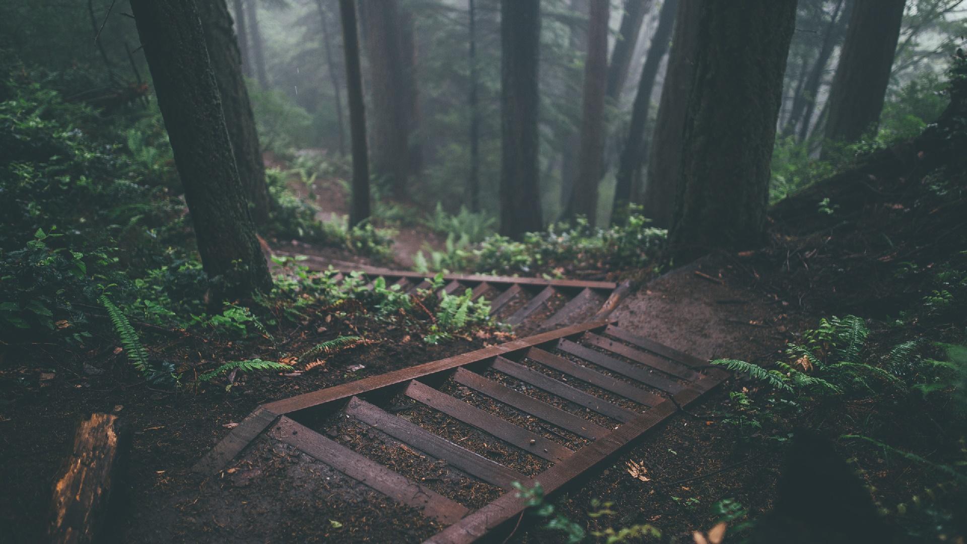 1920x1080 Dark and Misty Forest HD Wallpaper