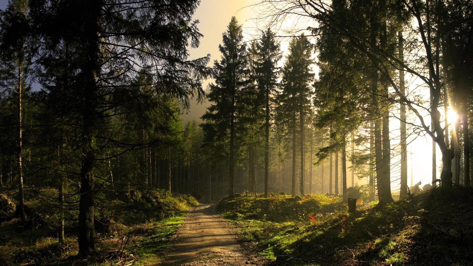 1920x1080 Forest Sun & Path desktop PC and Mac wallpaper