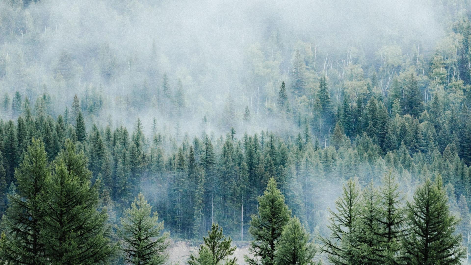 1920x1080 Download 1920x1080 wallpaper forest, fog, tree, nature, montana, full hd, hdtv, fhd, 1080p, 1920x1080 HD image, background, 10400