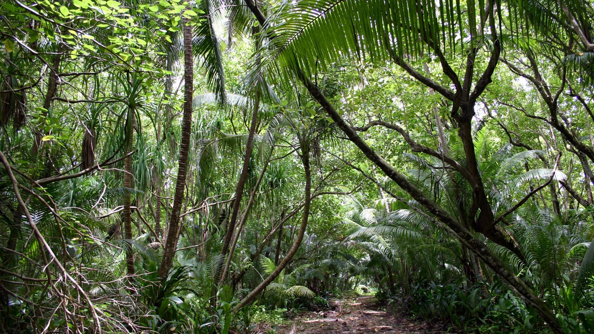 1920x1080 Jungle Walk desktop PC and Mac wallpaper