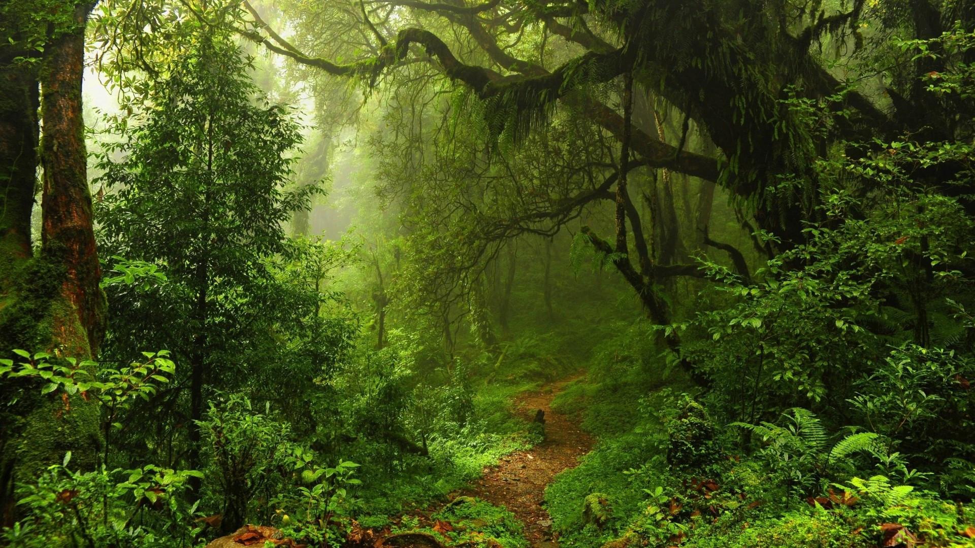 1920x1080 Download 1920x1080 Forest, Path, Old Trees, Shrubs, Grass, Mist Wallpaper for Widescreen