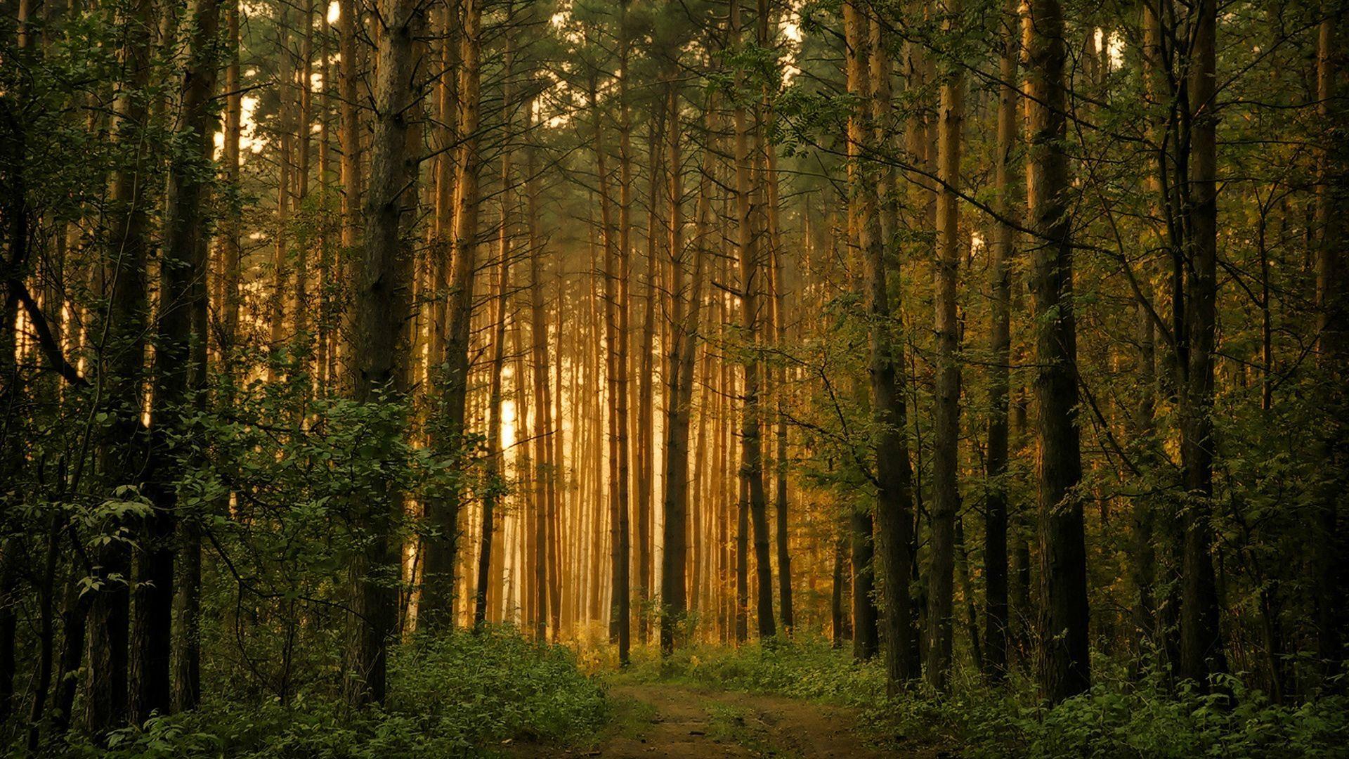 1920x1080 Green Forest Wallpaper, HD Green Forest Background