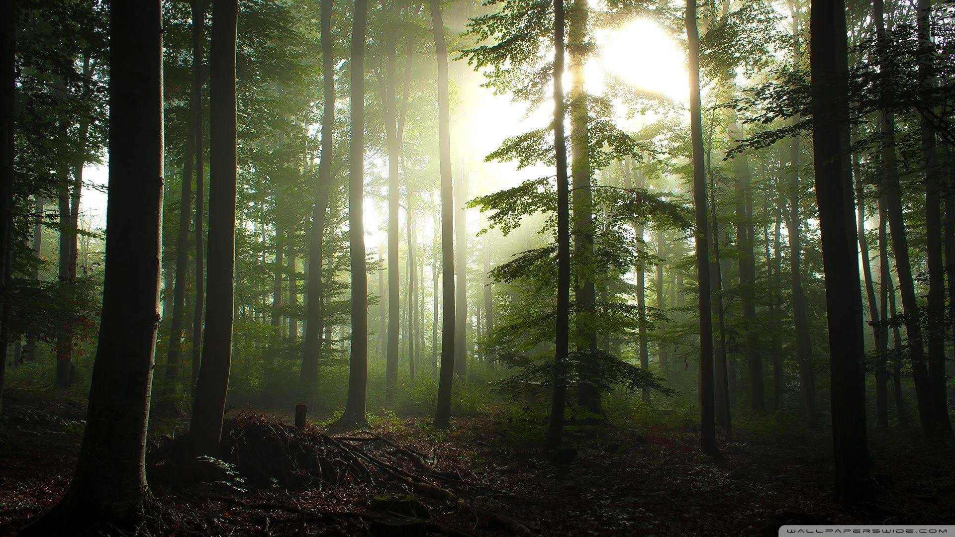 1920x1080 Harry Potter Forest Wallpaper