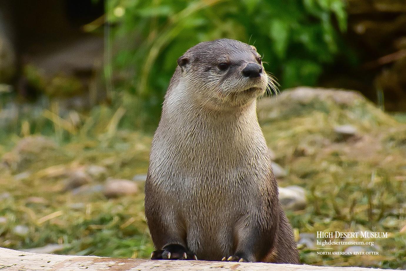 1381x921 Otter Wallpaper Desert Museum