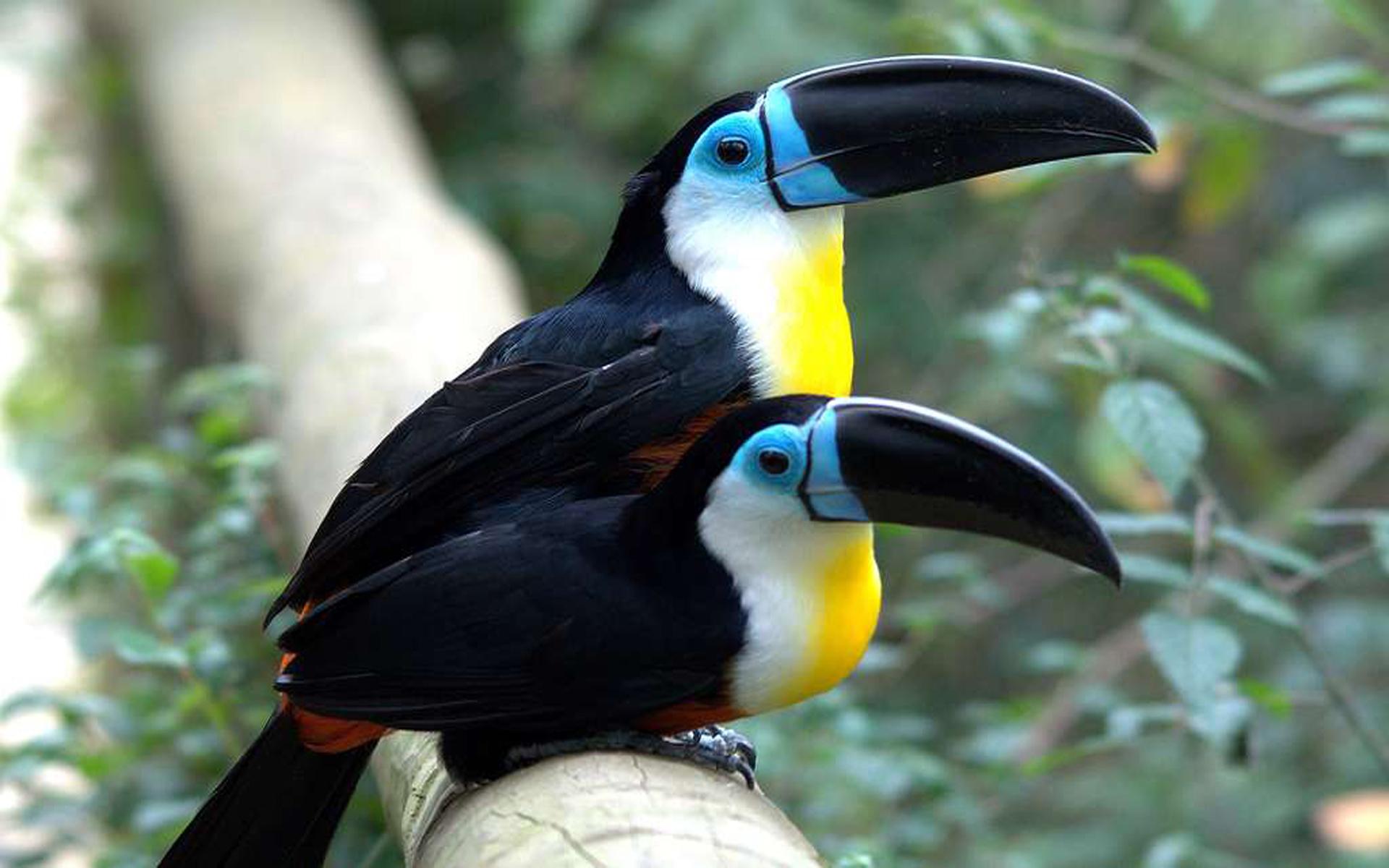 1920x1200 Ariel Toucan Type Living In Guyana Country In South America HD Wallpaper For Laptop And Tablet 1920x1200 :