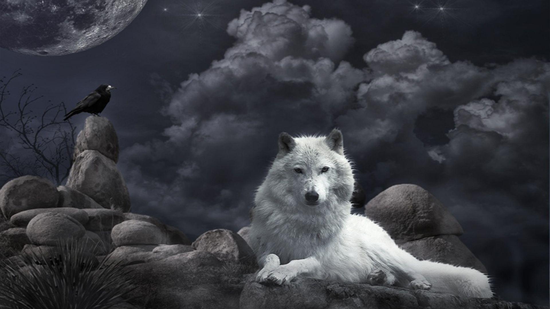 1920x1080 Wolf Wallpaper HD free download .