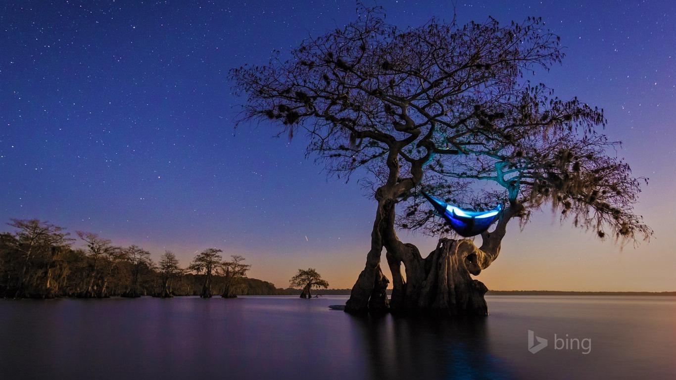1366x768 Hammock Camping Cypress Tree Florida 2016 Bing Desktop Wallpaper