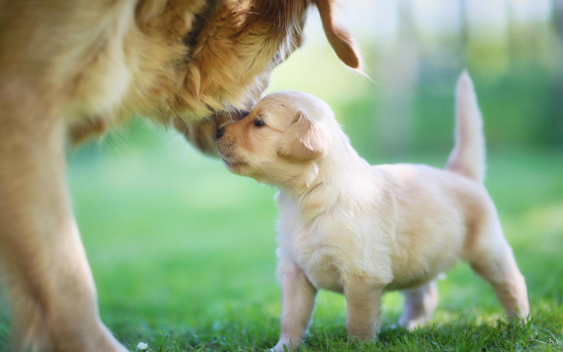 1920x1200 Download Wallpaper Labradors, Close Up, Mother And Cub, Labradors, Puppy, Dogs, Pets, Golden Retriever, Cute Dogs, Small Labrador, Golden Retriever Dogs, Family For Desktop With Resolution 1920x1200. High Quality HD Picture Wallpaper