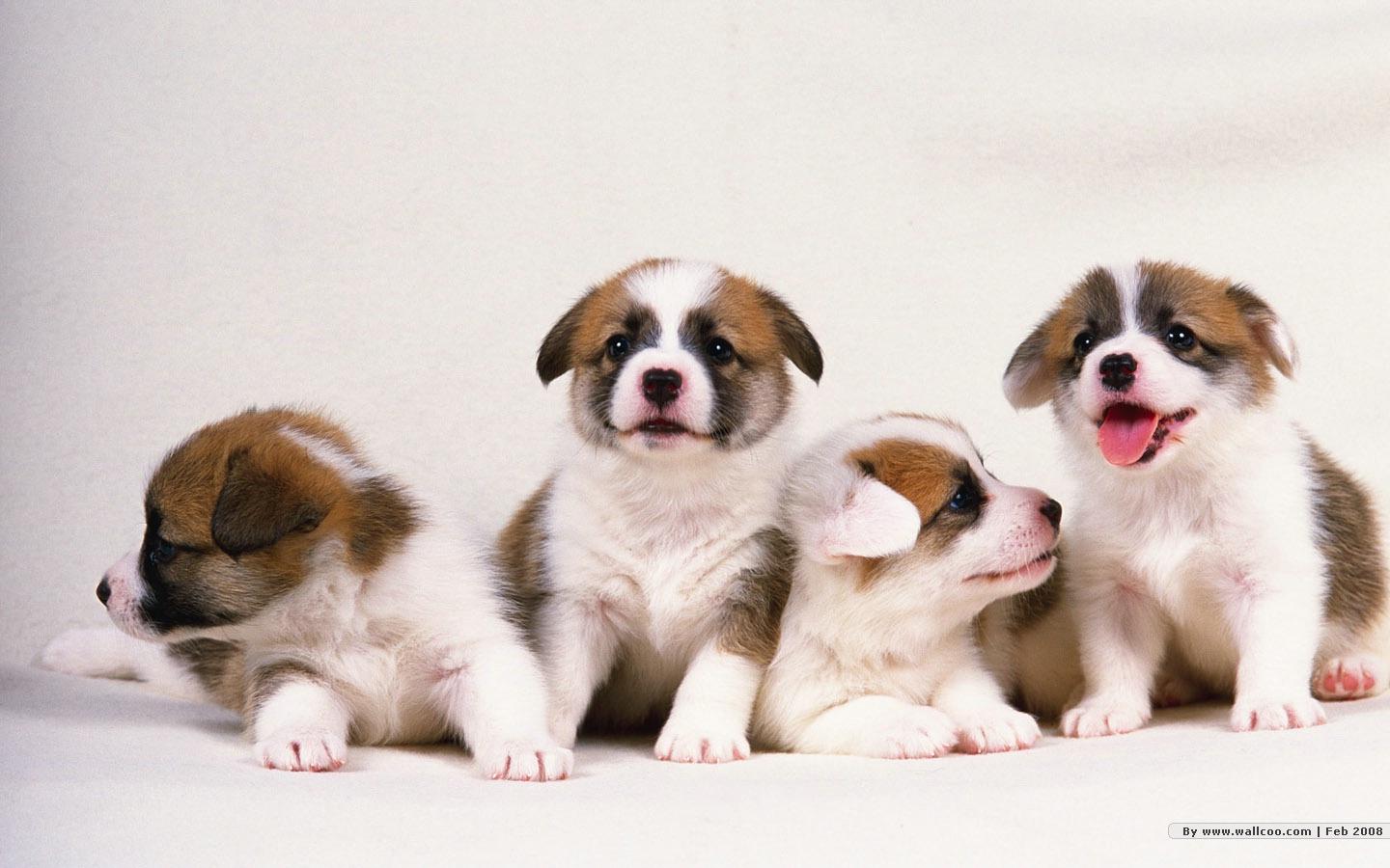 1440x900 Four Lovable Puppies Desktop Wallpaper