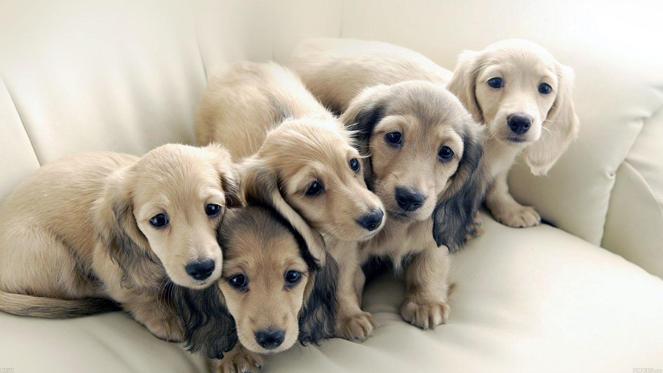 1366x768 wallpaper for desktop, laptop. puppy dog retriever family animal