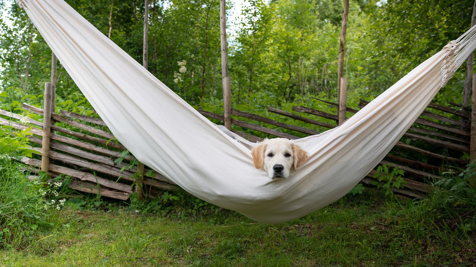 1920x1080 The Best Camping & Backpacking Hammocks 2021