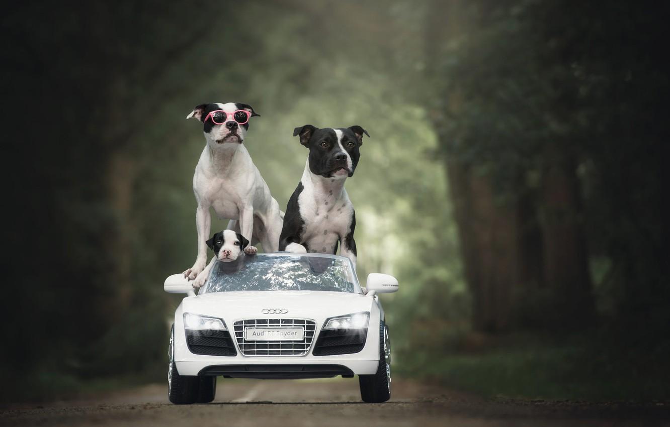 1332x850 Wallpaper road, machine, auto, dogs, summer, trees, Park, child, Audi, baby, family, father, glasses, puppy, three, walk image for desktop, section собаки