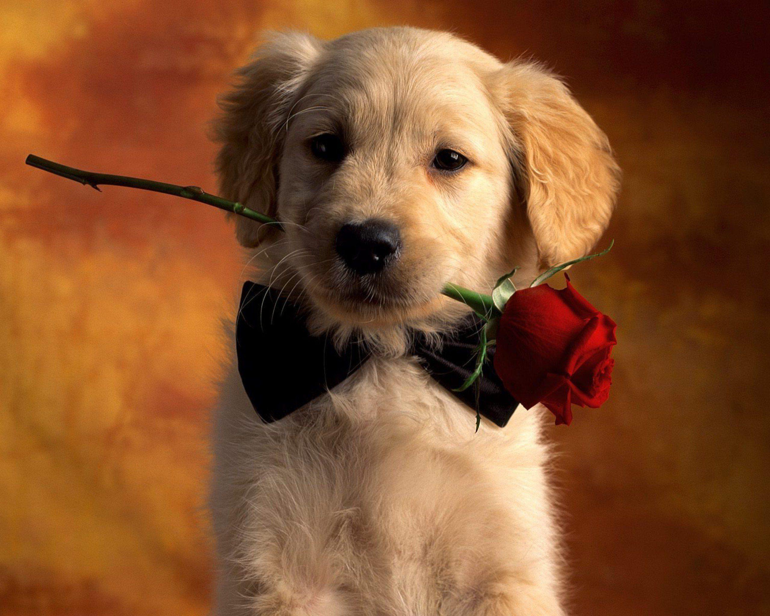 2560x2048 Cute Dog Wallpaper