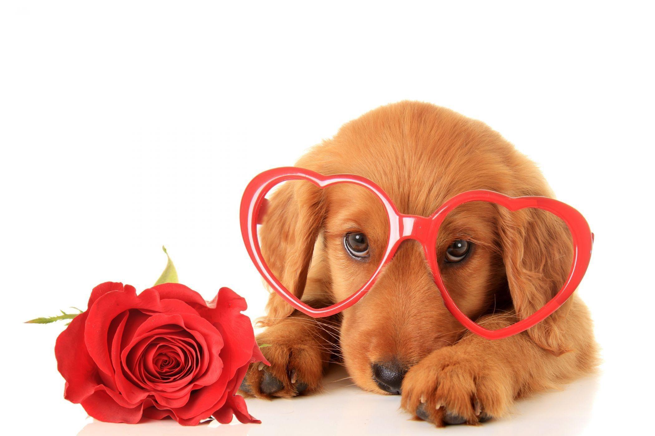 2100x1400 Valentines Day Animal Desktop Wallpaper, HD Valentines Day Animal Desktop Background