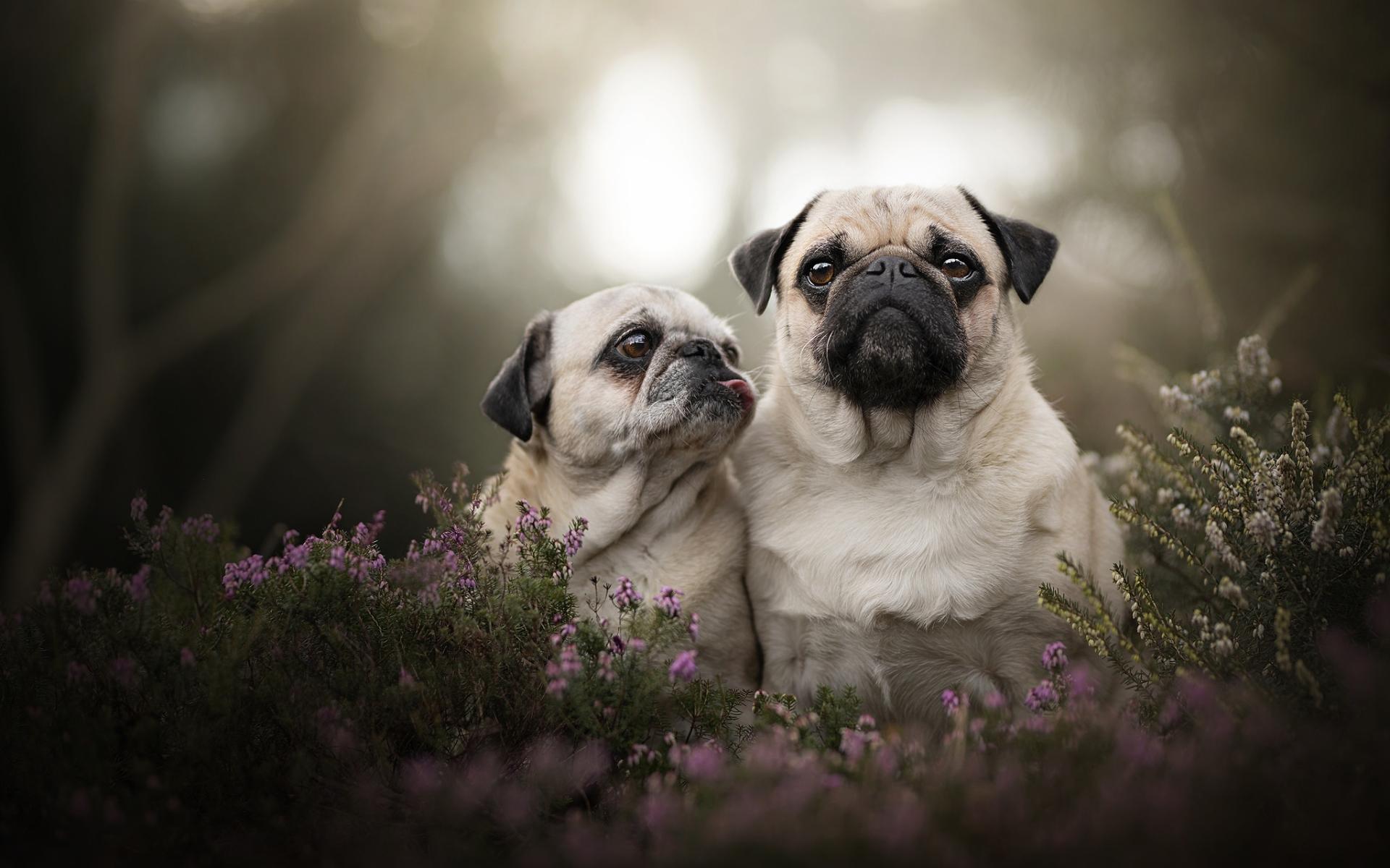 1920x1200 Download Wallpaper Pug Dog, Family, Close Up, Bokeh, Mother And Cub, Dogs, Cute Animals, Pets, Pug For Desktop With Resolution 1920x1200. High Quality HD Picture Wallpaper