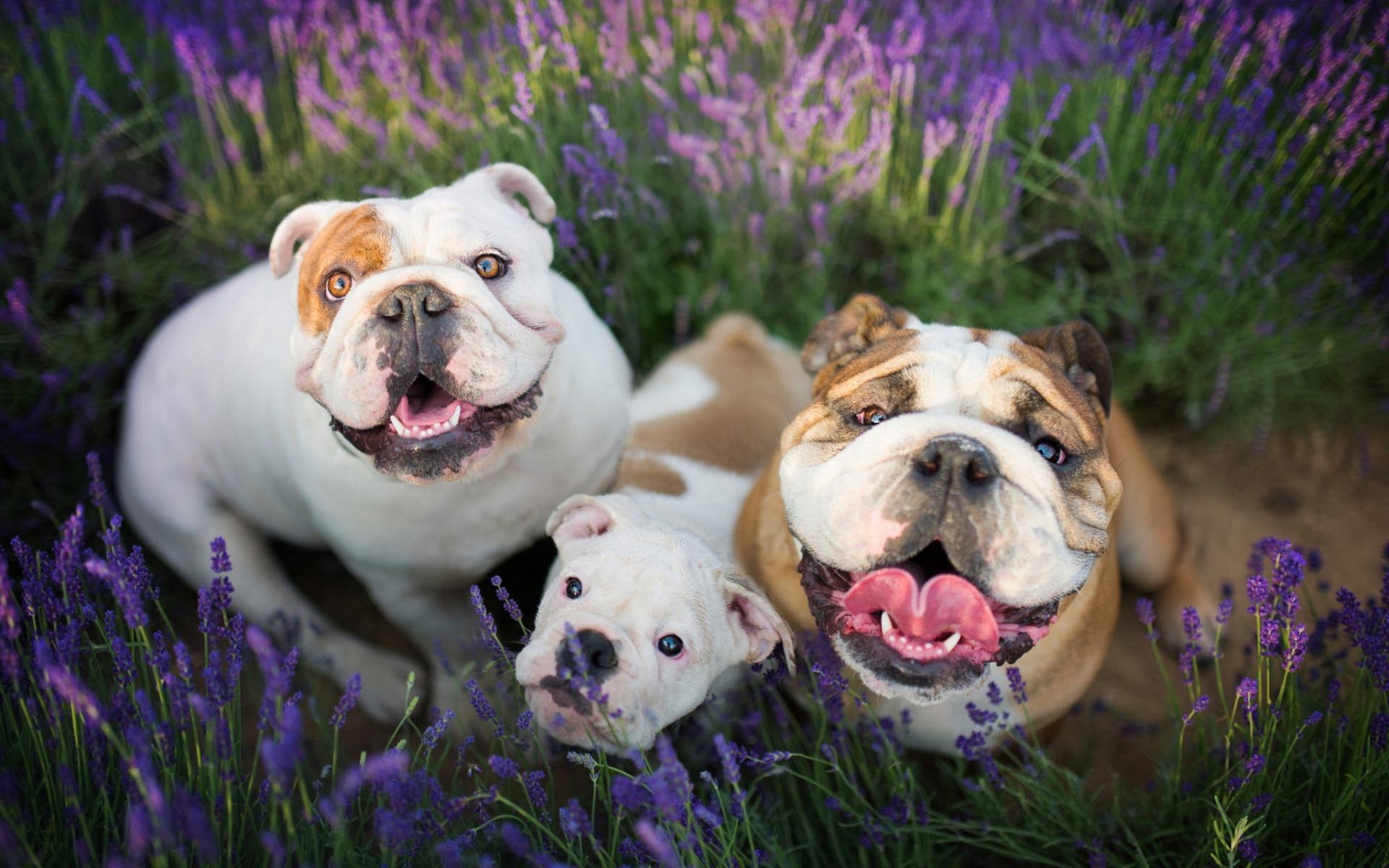 1920x1200 English Bulldog, Family, Cute Dogs, Pets, Lavender