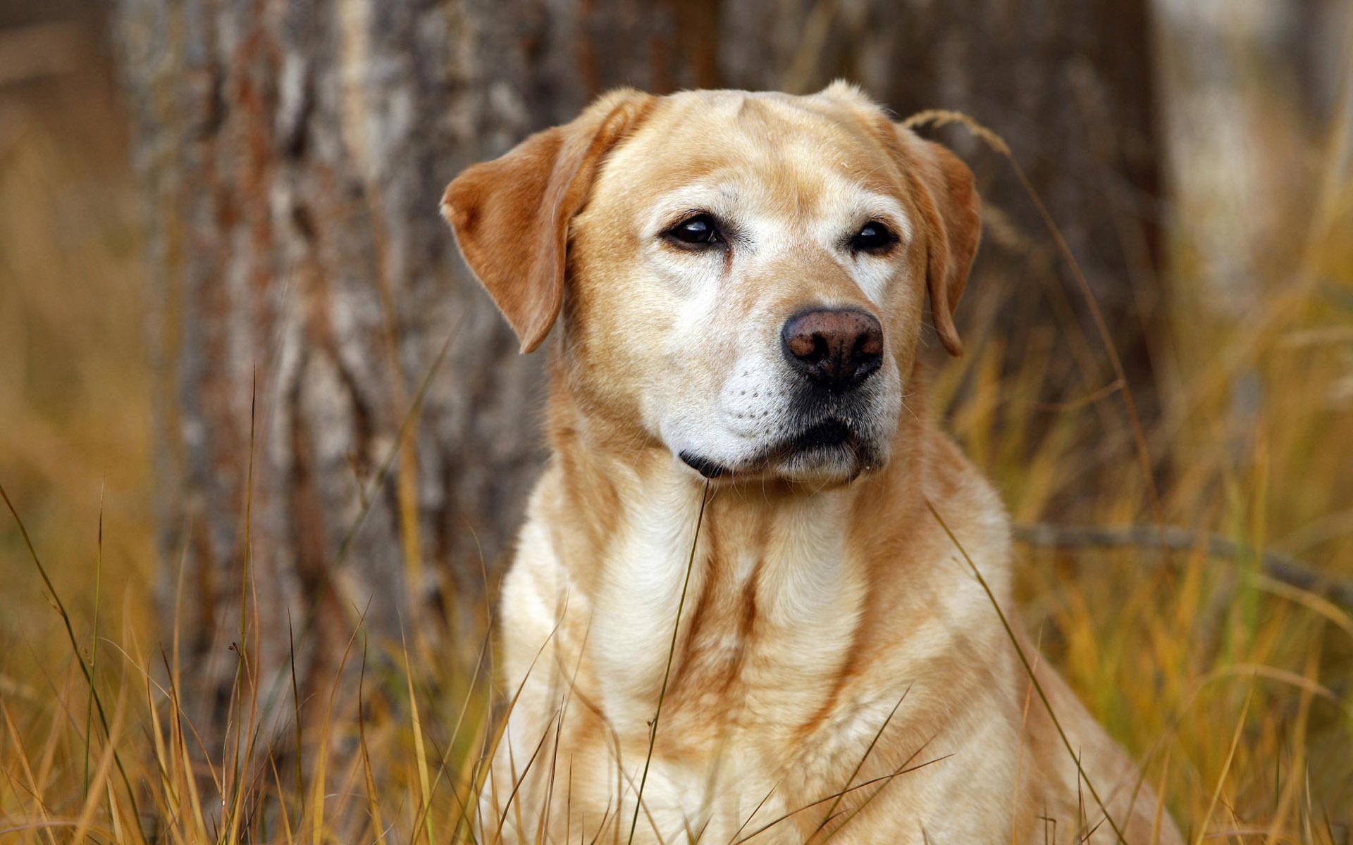 1920x1200 Desktop Wallpaper Labrador Retriever Dog HD Wallpaper, HD Image, Picture, Background, Rzbukh