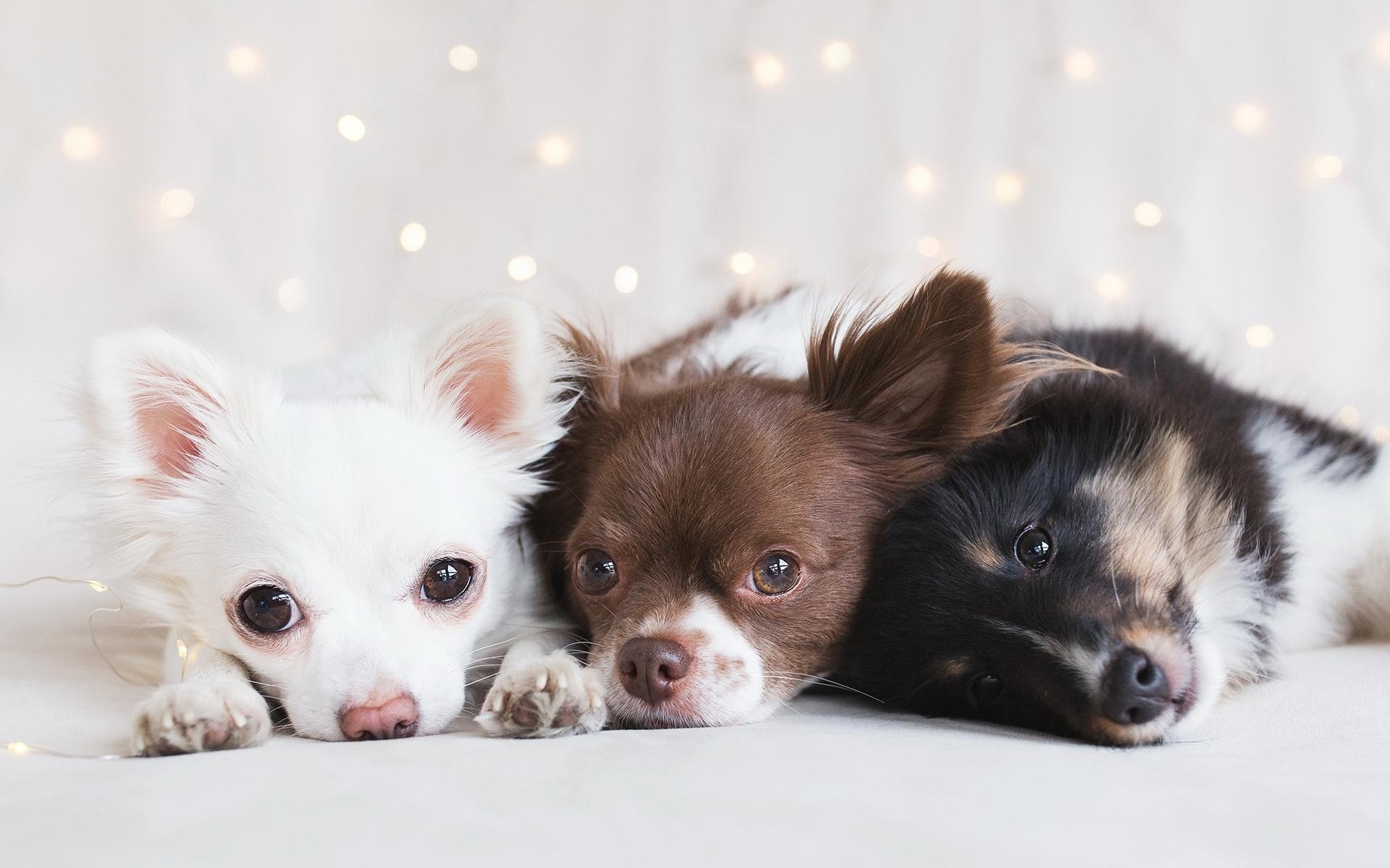 1920x1200 Download wallpaper Chihuahua, puppies, family, dogs, cute animals, pets, Chihuahua Dog for desktop with resolution 1920x1200. High Quality HD picture wallpaper