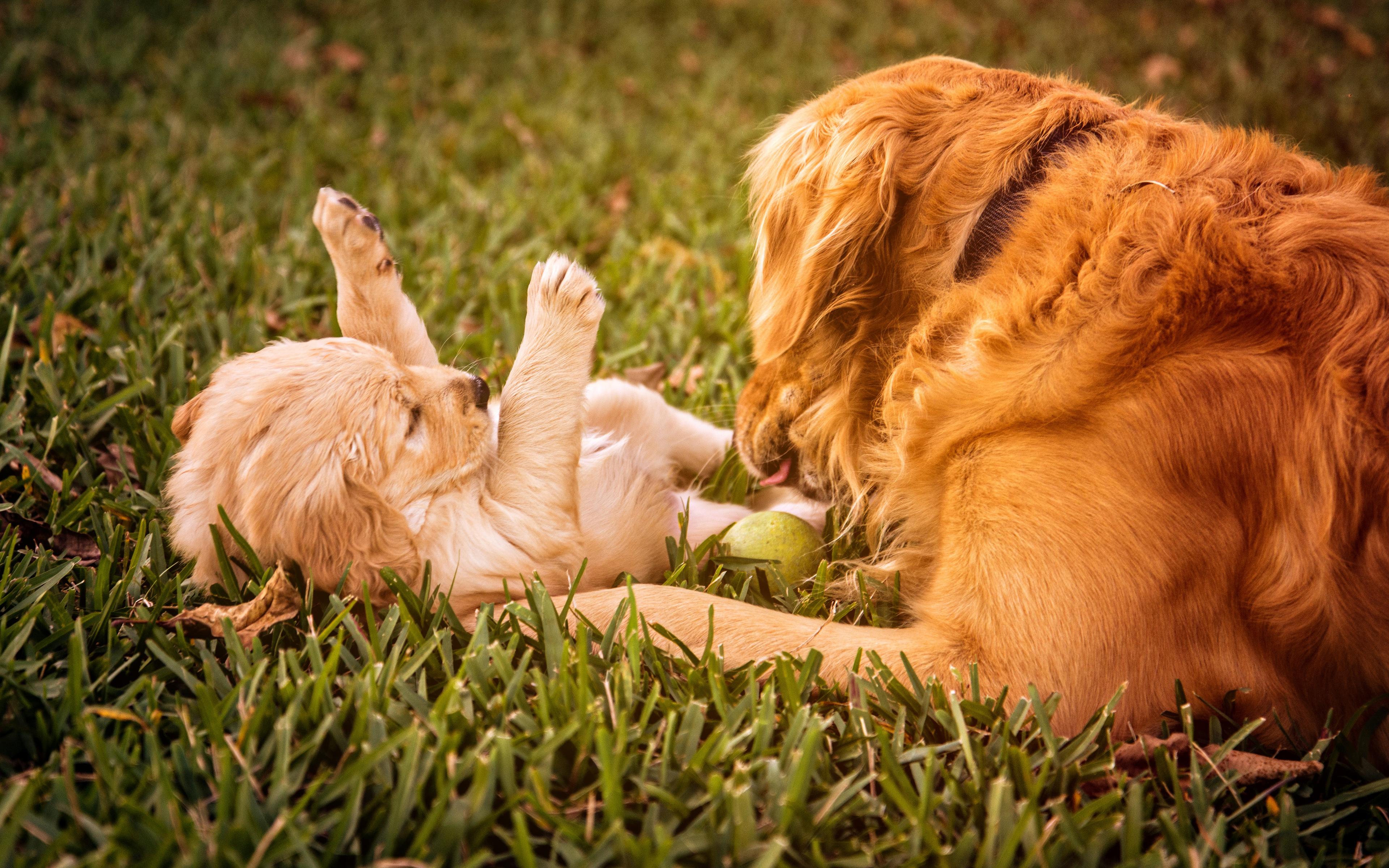 3840x2400 Download wallpaper 4k, Golden Retriever, mother and cub, labradors, puppy, dogs, pets, cute dogs, small labrador, Golden Retriever Dogs, family for desktop with resolution 3840x2400. High Quality HD picture wallpaper