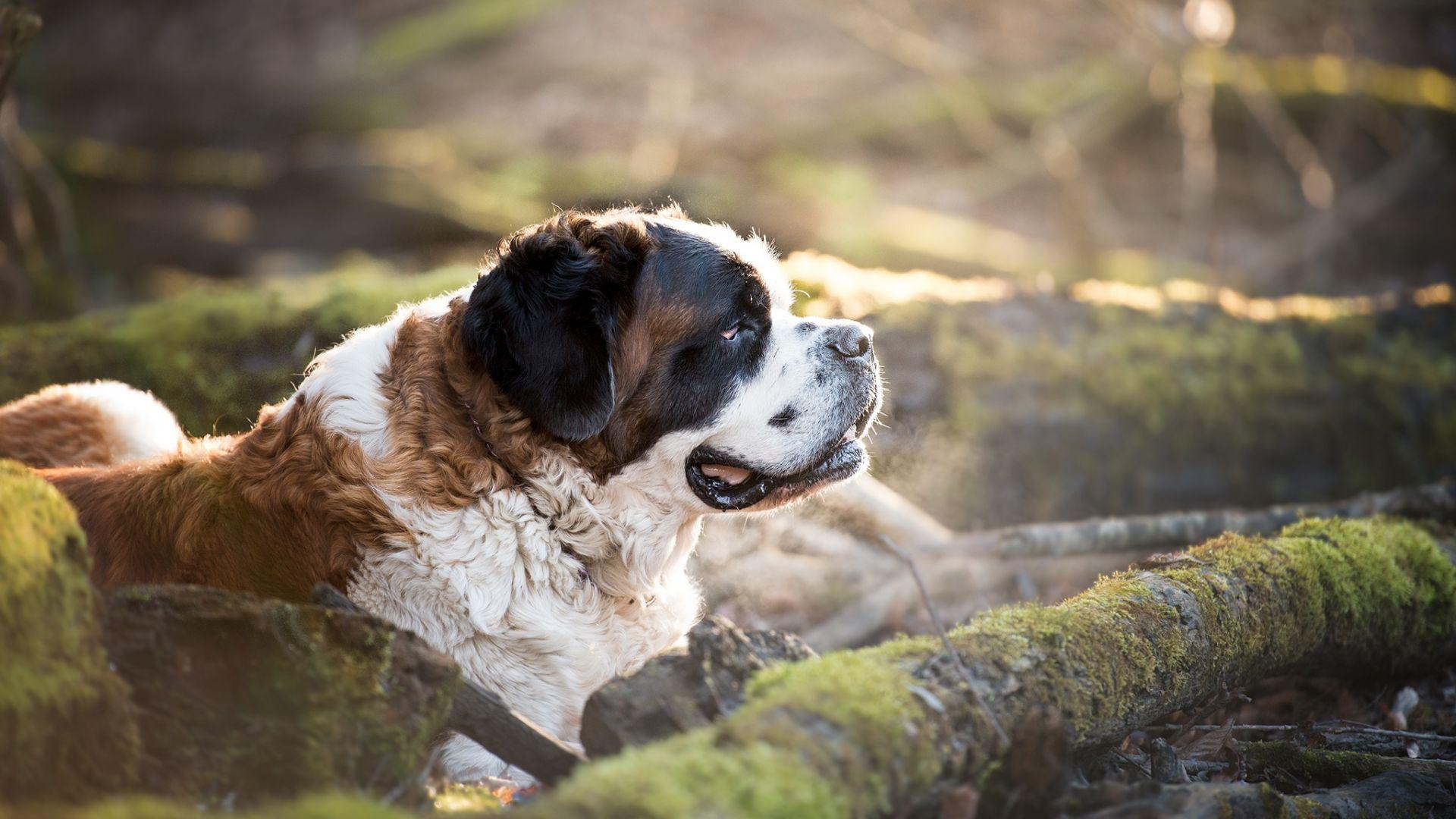 1920x1080 Desktop Wallpaper St. Bernard, Spots, Pet Dog, Sit, HD Image, Picture, Background, Fe9be3