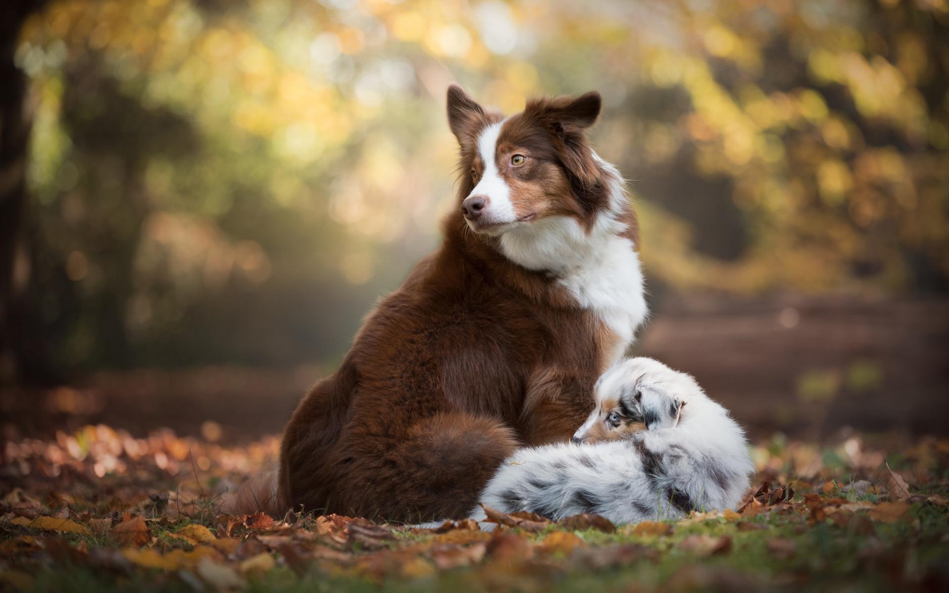 1920x1200 Download wallpaper Australian Shepherd, forest, mother and cub, cute Aussie, family, pets, dogs, Aussie, Australian Shepherd Dog, small puppy, cute animals, Aussie Dog for desktop with resolution 1920x1200. High Quality HD picture