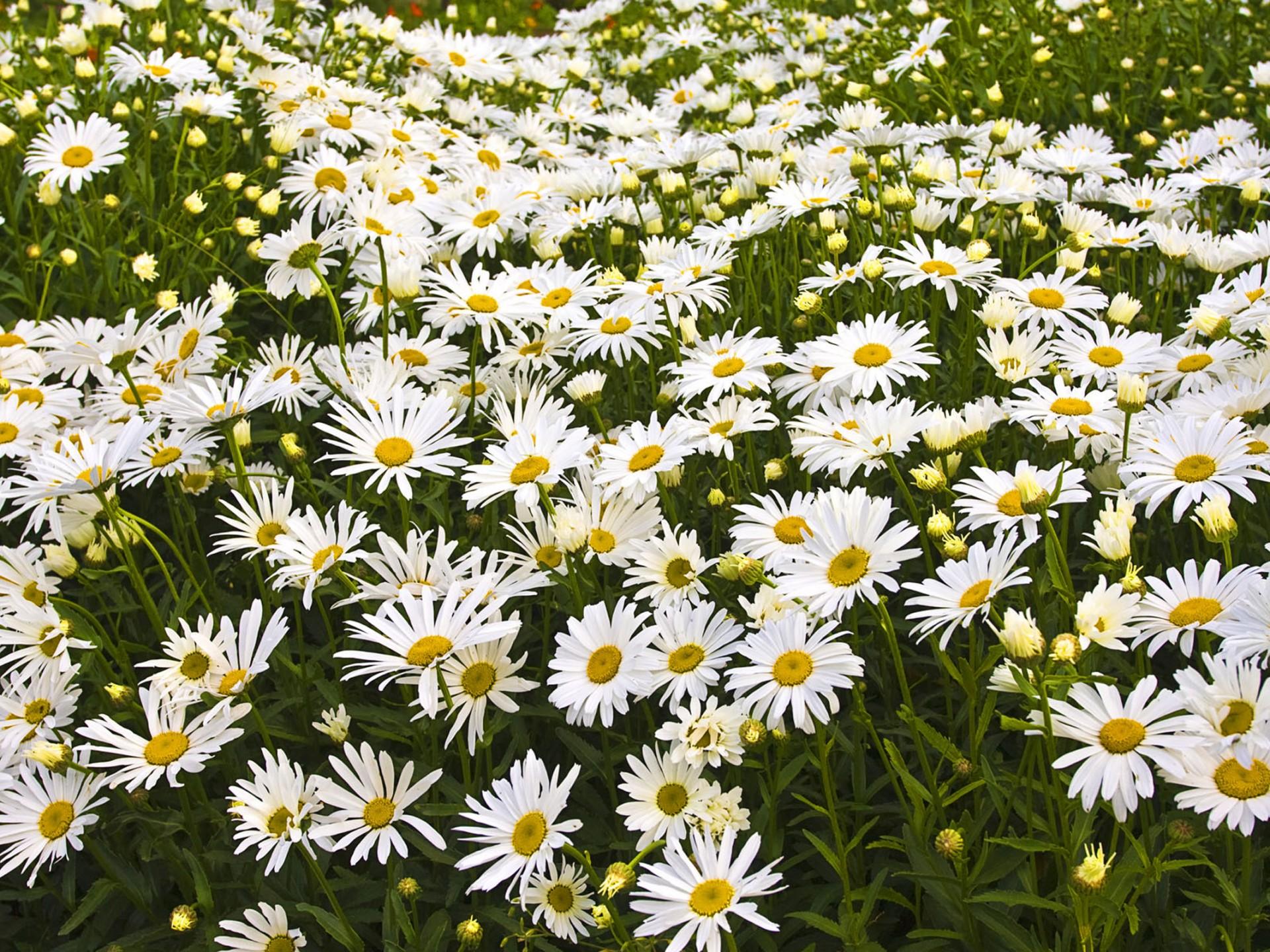 Chamomile Flower Wallpapers - Top Free Chamomile Flower Backgrounds ...